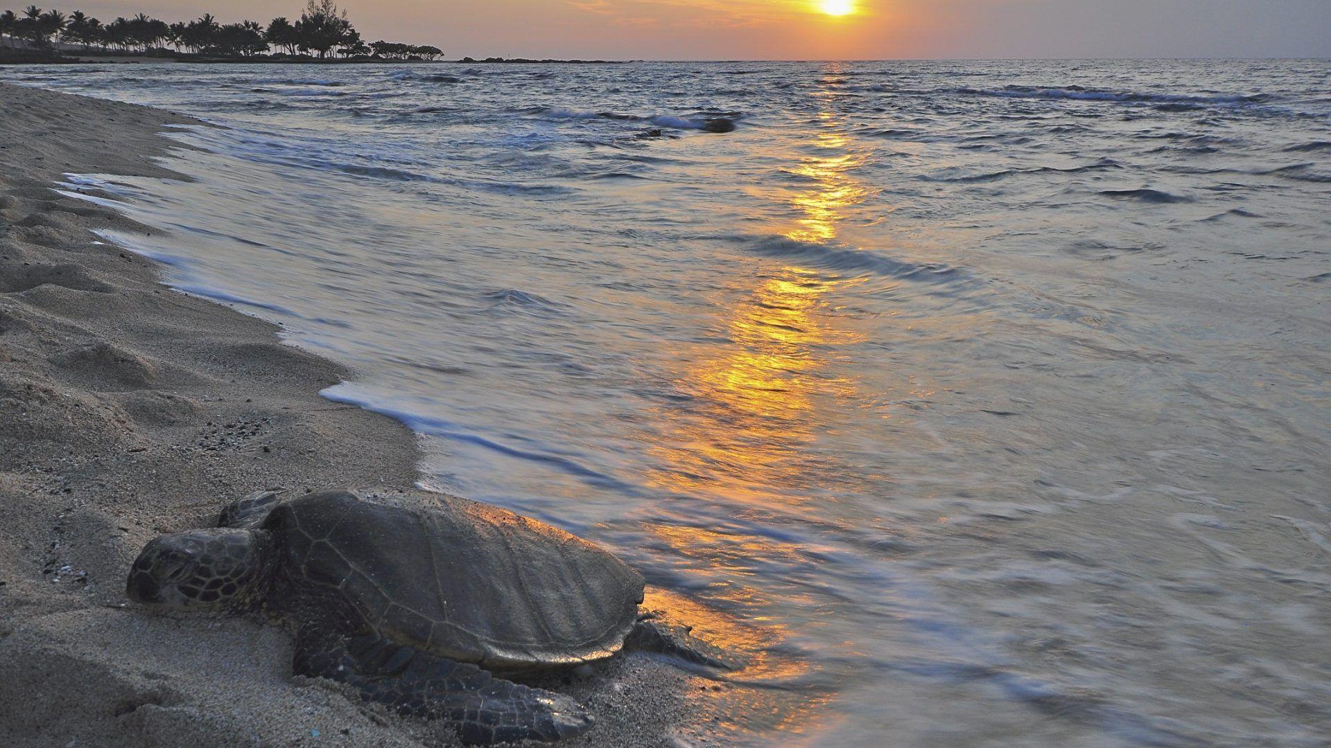 1920x1080 Ocean Honu Polynesian Polynesia Island Sand Evening