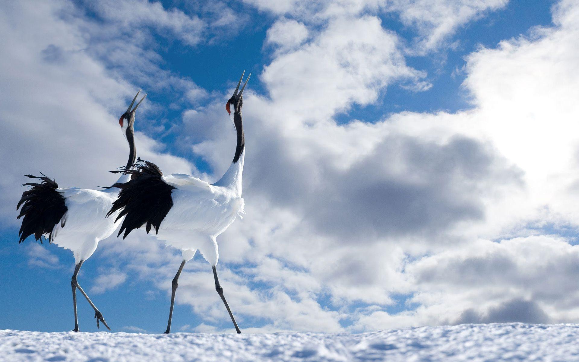 Japanese Crane Wallpapers Top Free Japanese Crane Backgrounds