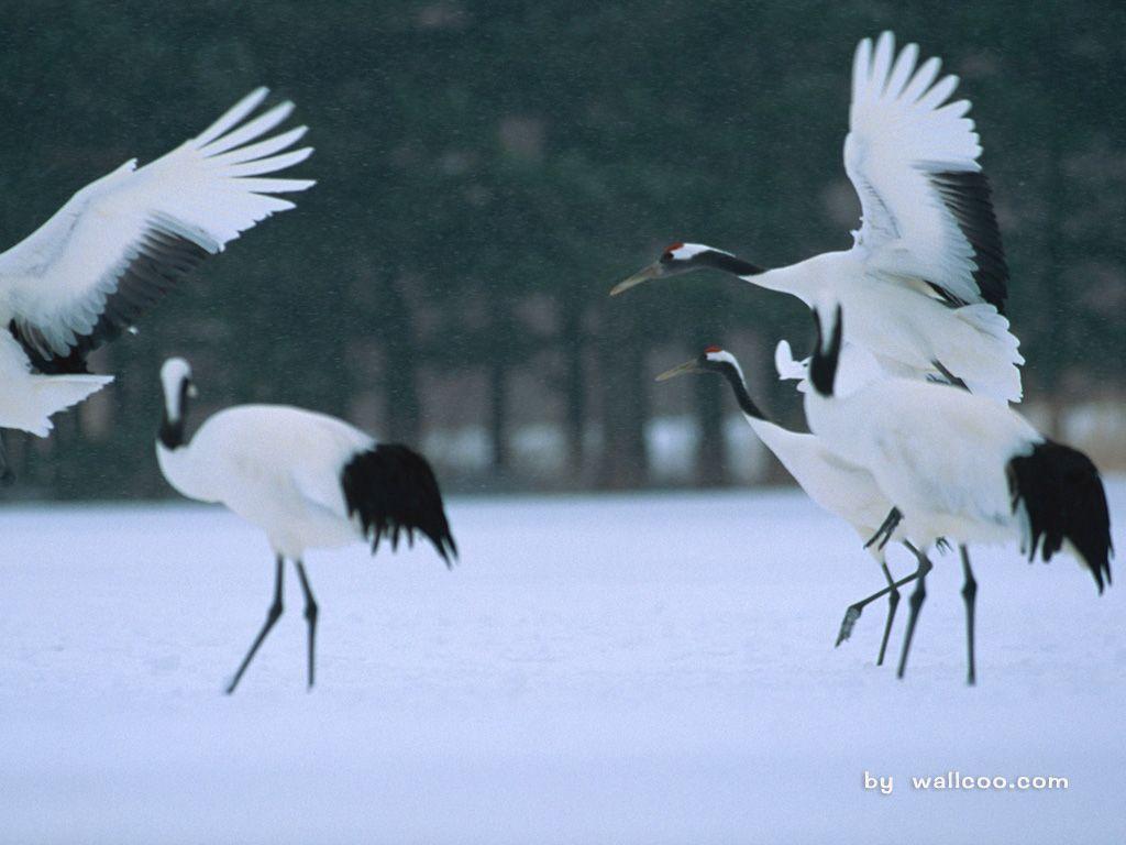 Japanese Crane Wallpapers - Top Free Japanese Crane Backgrounds