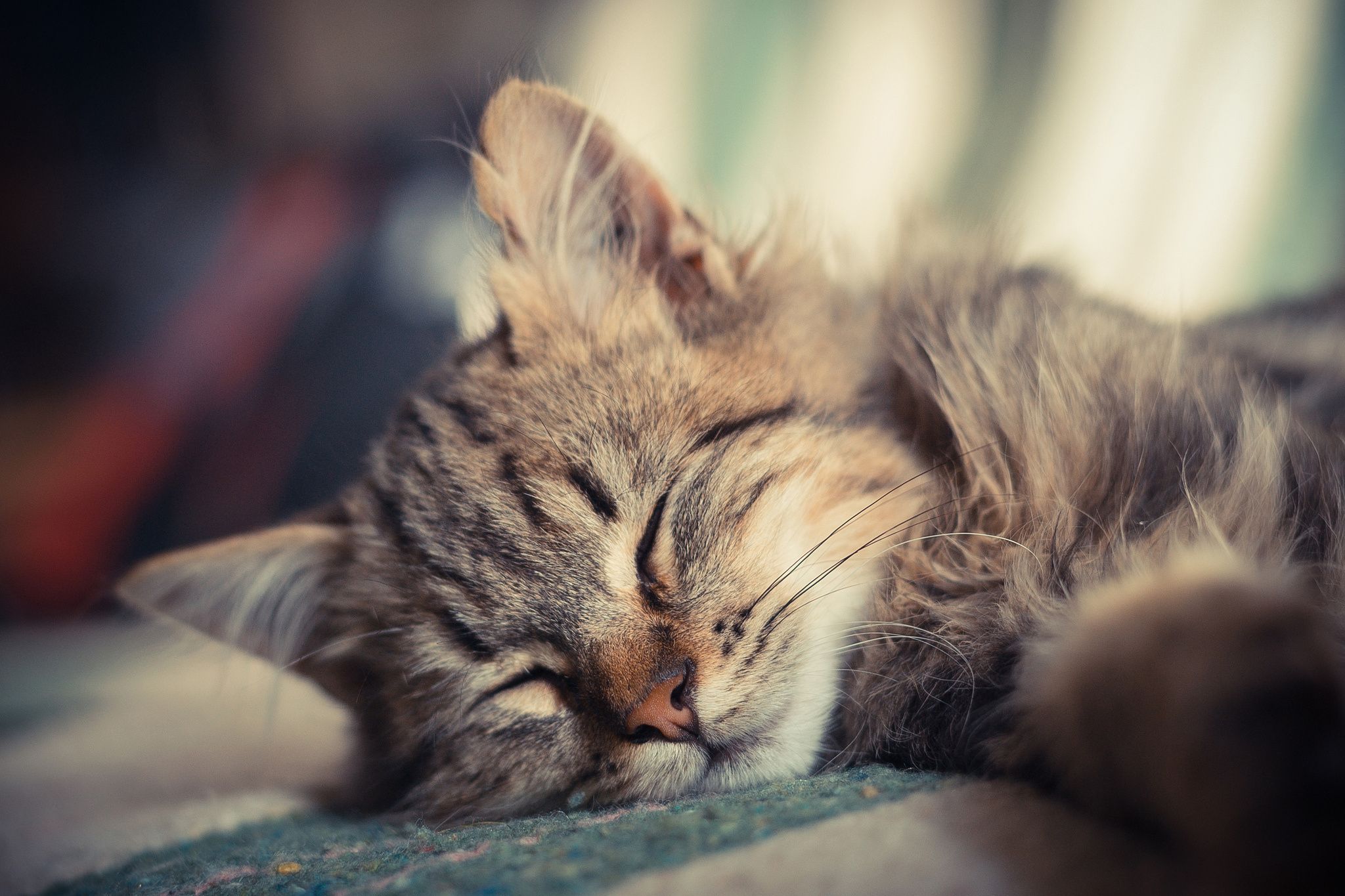 2048x1365 kitten, Sleeping, Cat, Small Wallpaper HD / Desktop and Mobile Background