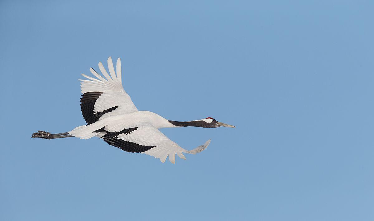 Japanese Crane Birds Wallpapers - Top Free Japanese Crane Birds