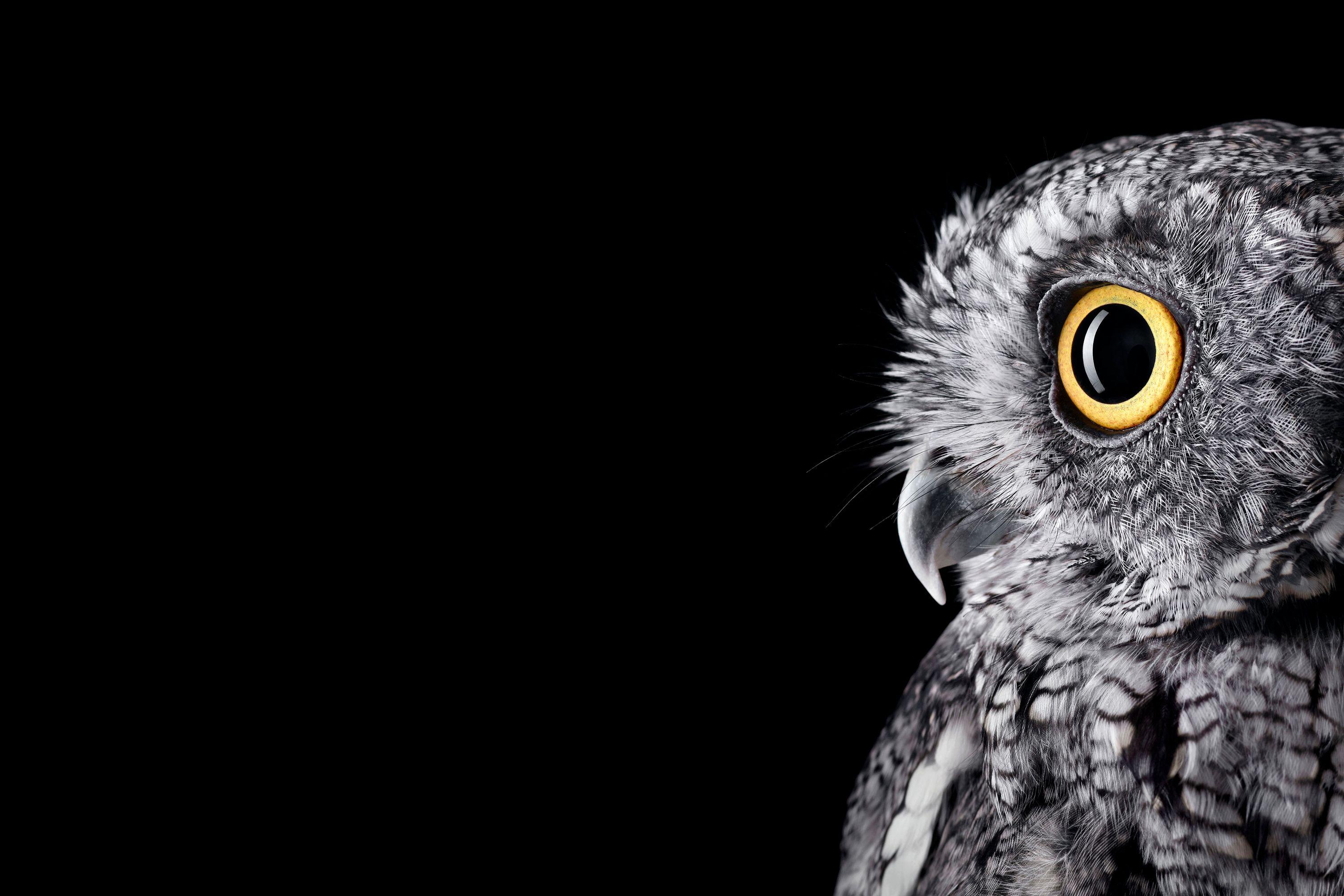 3000x2000 Ovo Owl Wallpaper iPhone 6 Labzada Wallpaper