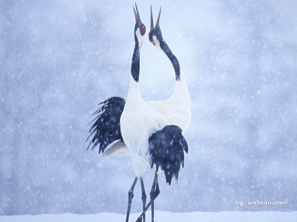 1024x768 Beautiful Japanese Cranes in Winter 1024x768 NO.3 Desktop Wallpaper