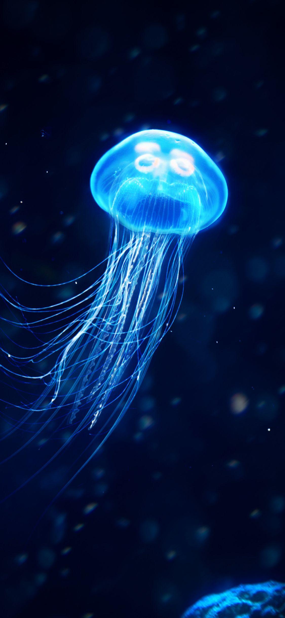 Jellyfish iPhone Wallpapers - Top Free Jellyfish iPhone Backgrounds -  WallpaperAccess