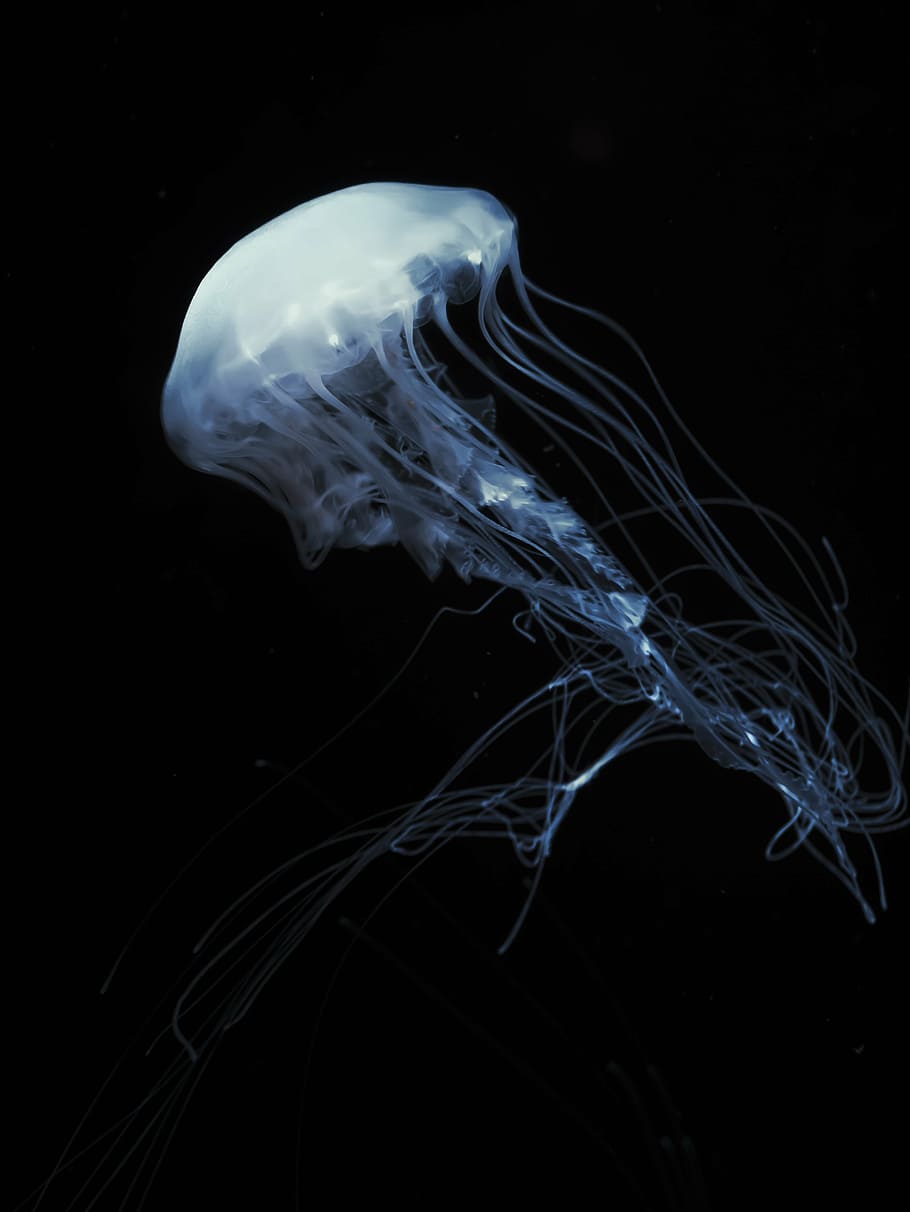 910x1212 HD wallpaper: white jellyfish digital wallpaper, jelly fish, sea, ocean, wildlife