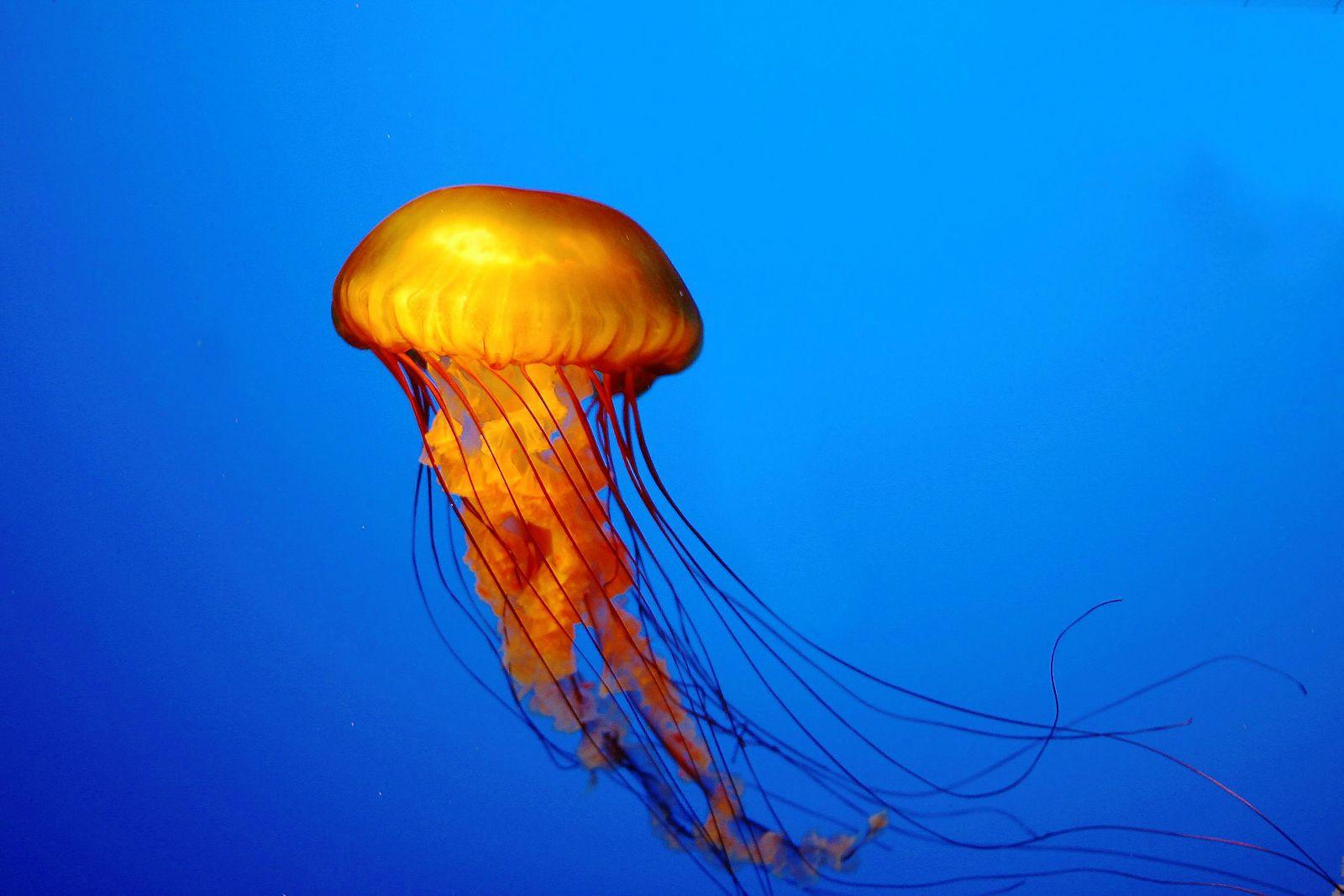 1600x1067 HD Nature Wallpaper: Jellyfish Underwater HD Wallpaper
