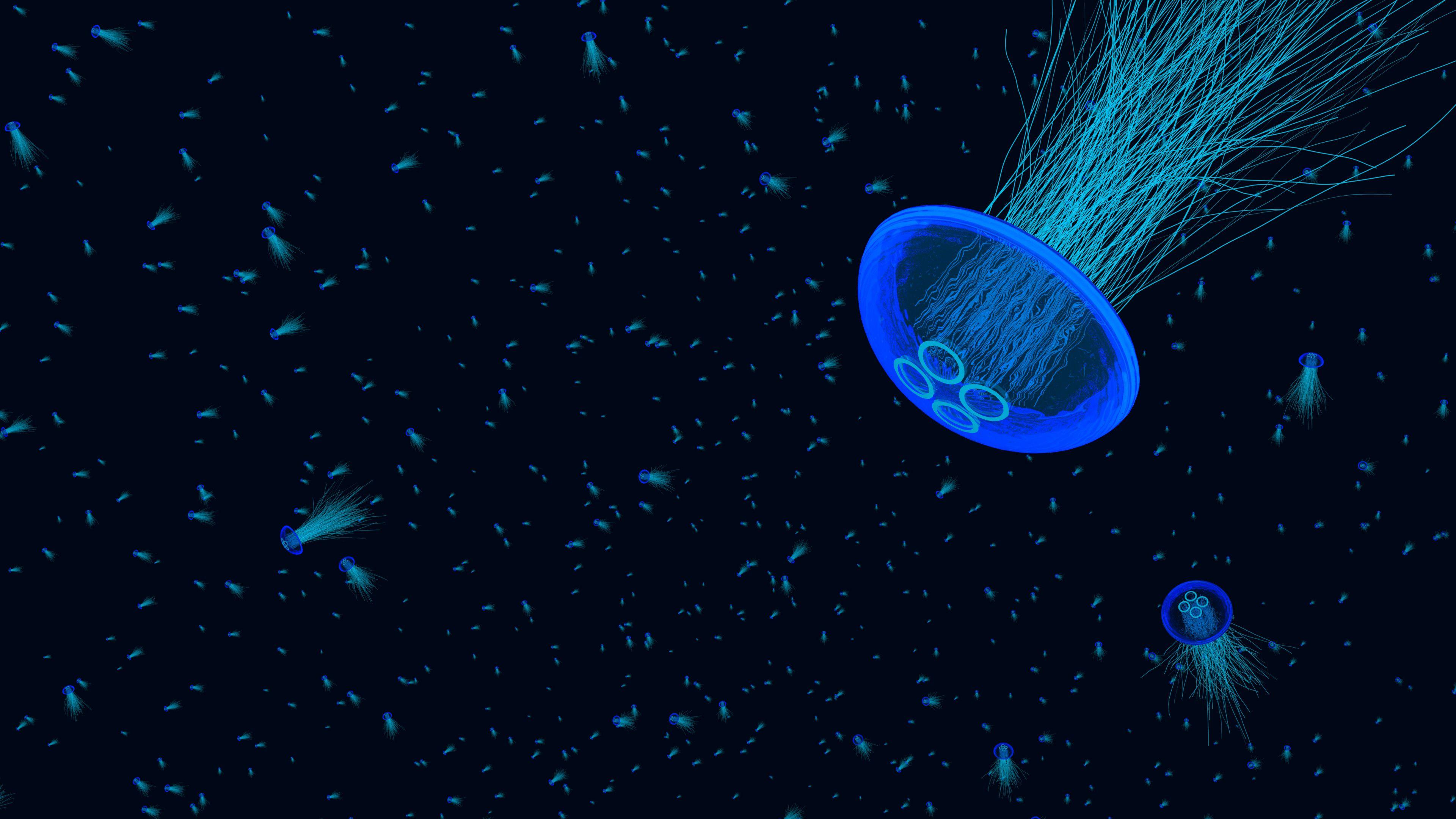 3840x2160 4k Jellyfish, HD Animals, 4k Wallpaper, Image, Background, Photo and Picture