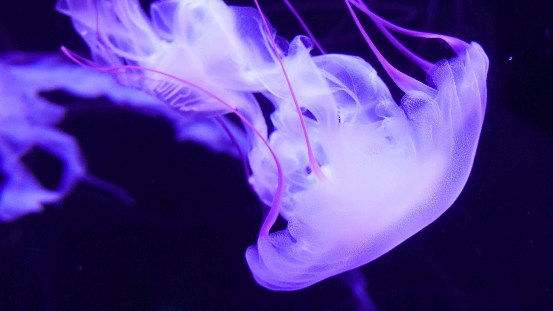 1920x1080 Download wallpaper 1920x1080 jellyfish, underwater world