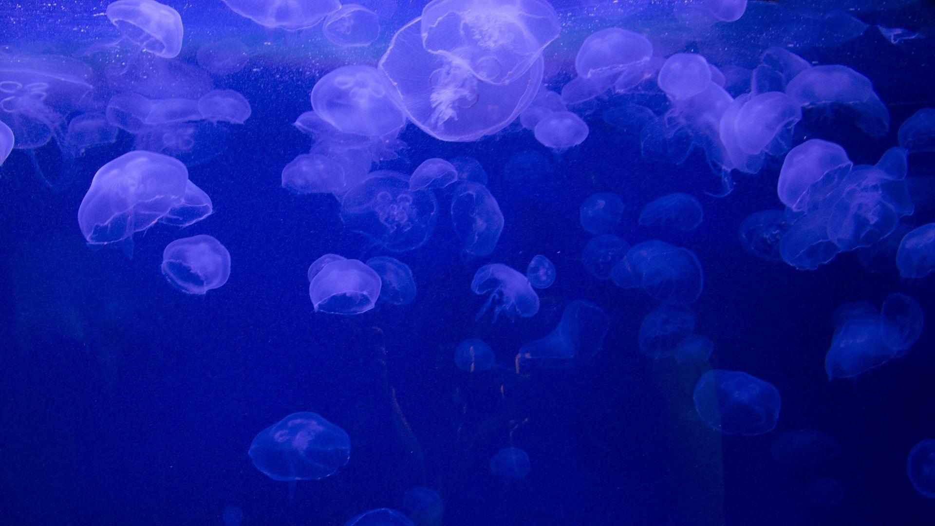 1920x1080 Download wallpaper 1920x1080 jellyfish, underwater, jelly full HD