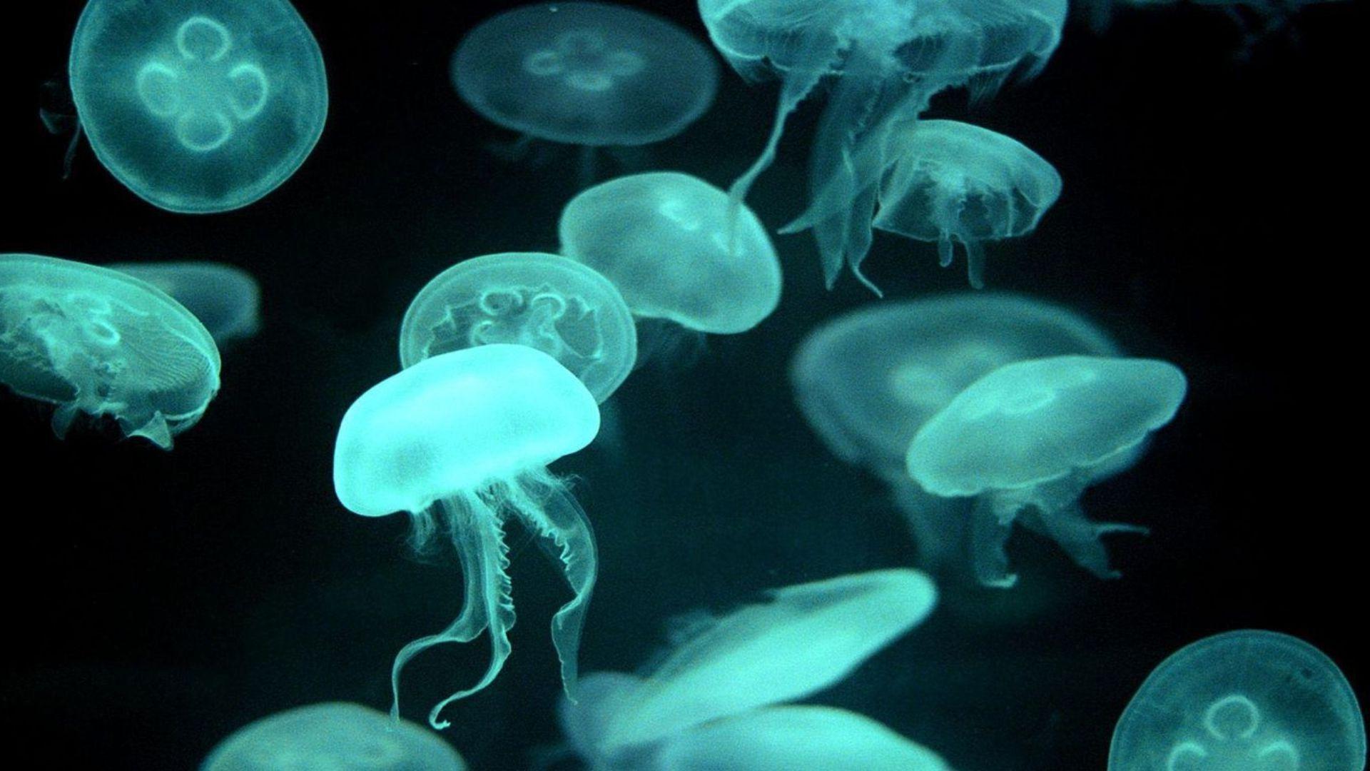 1920x1080 animals, Jellyfish Wallpaper HD / Desktop and Mobile Background