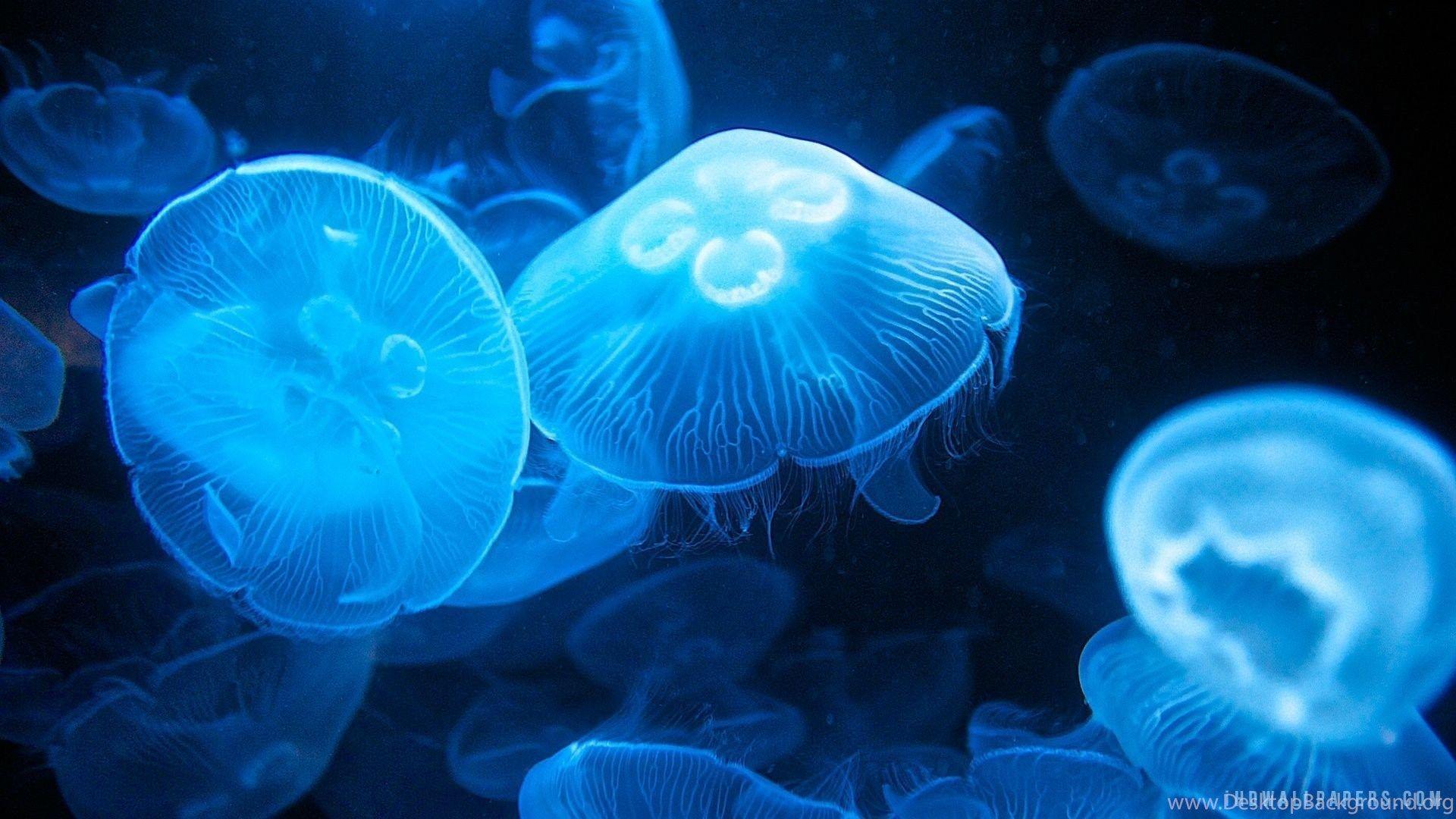 1920x1080 Moon Jellyfish HD Wallpaper IHD Wallpaper Desktop Background