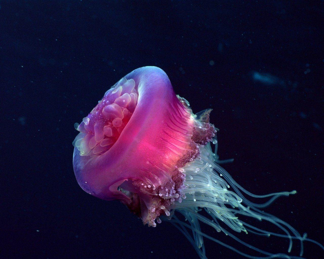 1280x1024 Jellyfish HD Wallpaper and Background Image