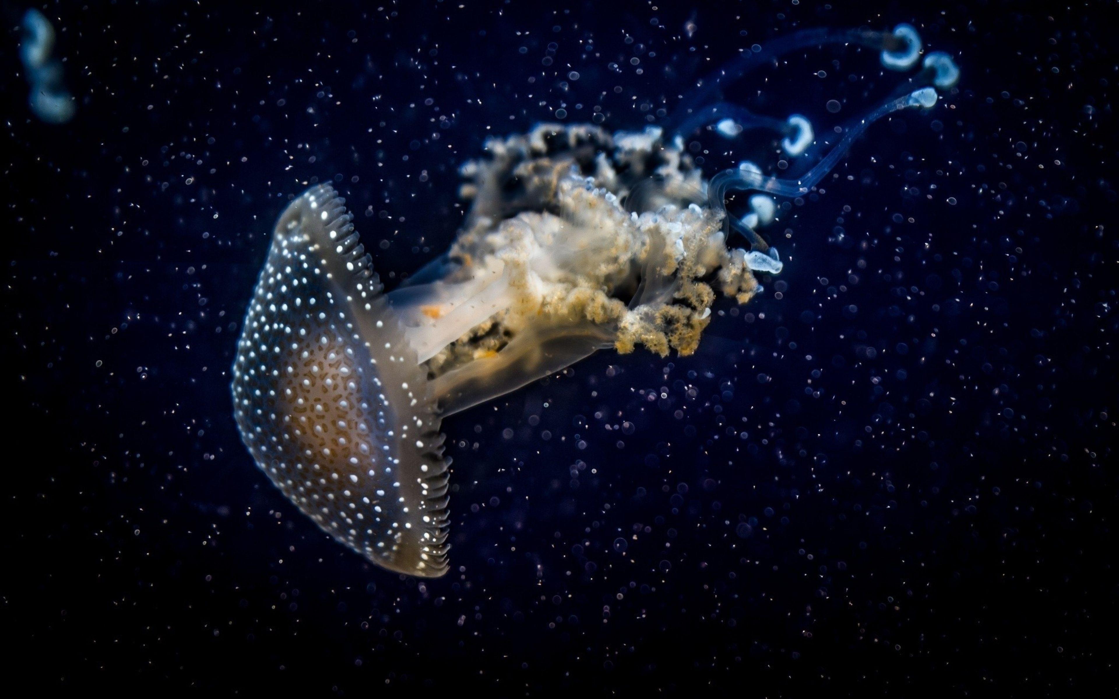 3840x2400 Jellyfish Widescreen HD Wallpaper 61770 3840x2400px
