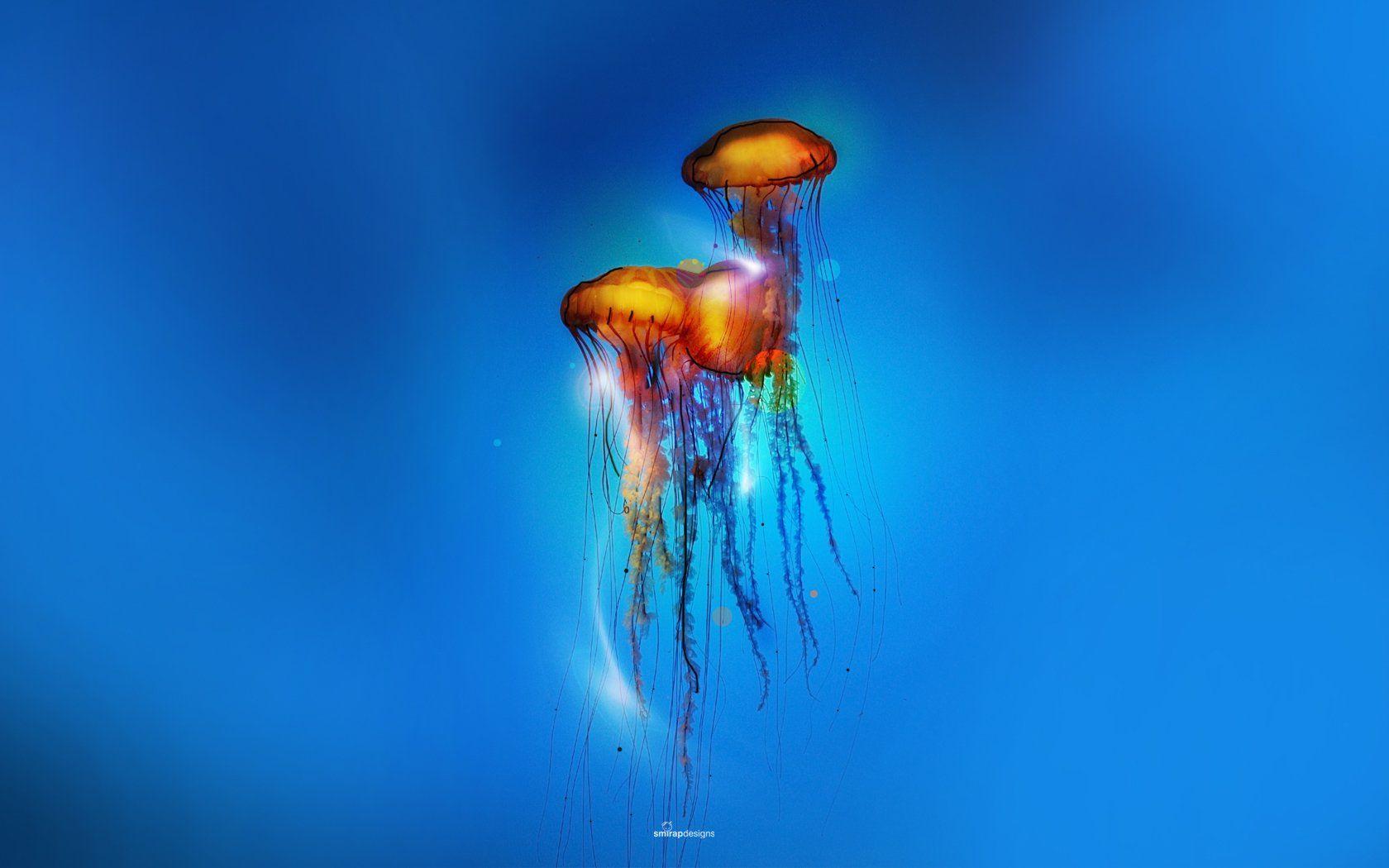 1680x1050 Jellyfish HD Wallpaper and Background Image