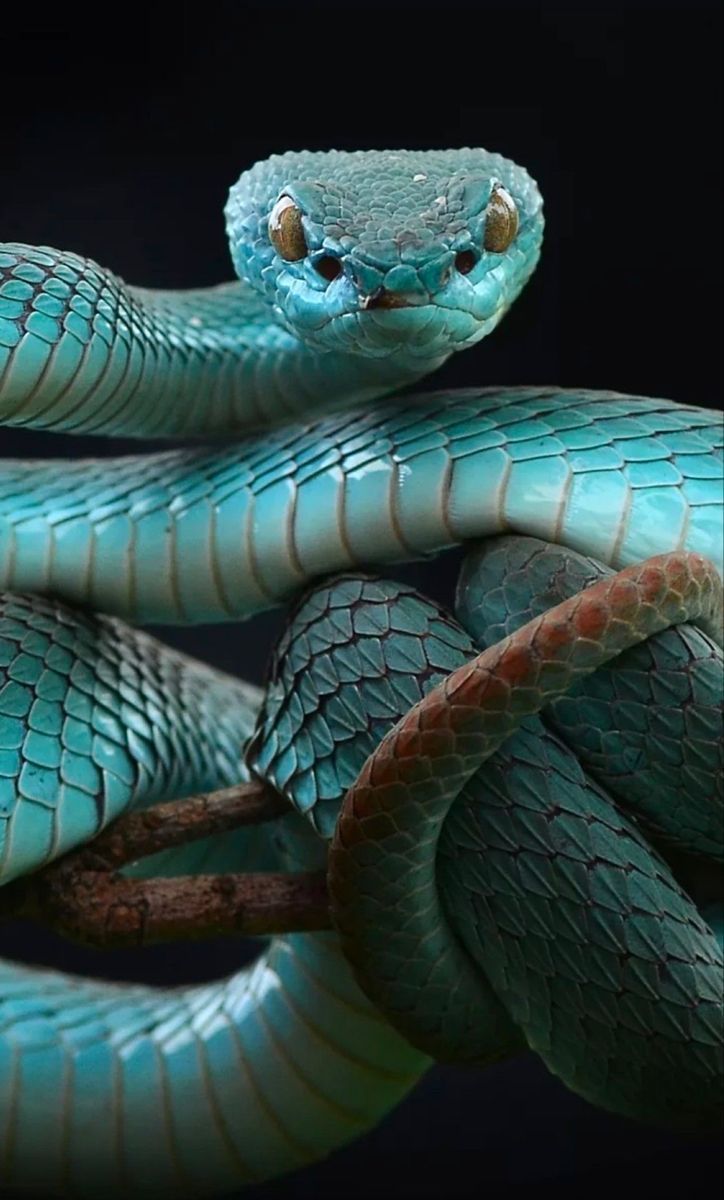 724x1200 Cool Pit Viper Wallpaper Blue Pit Viper Deadly Beauty