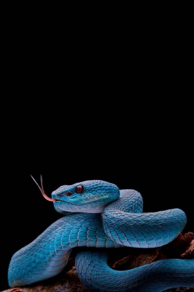 736x1104 Snake wallpaper