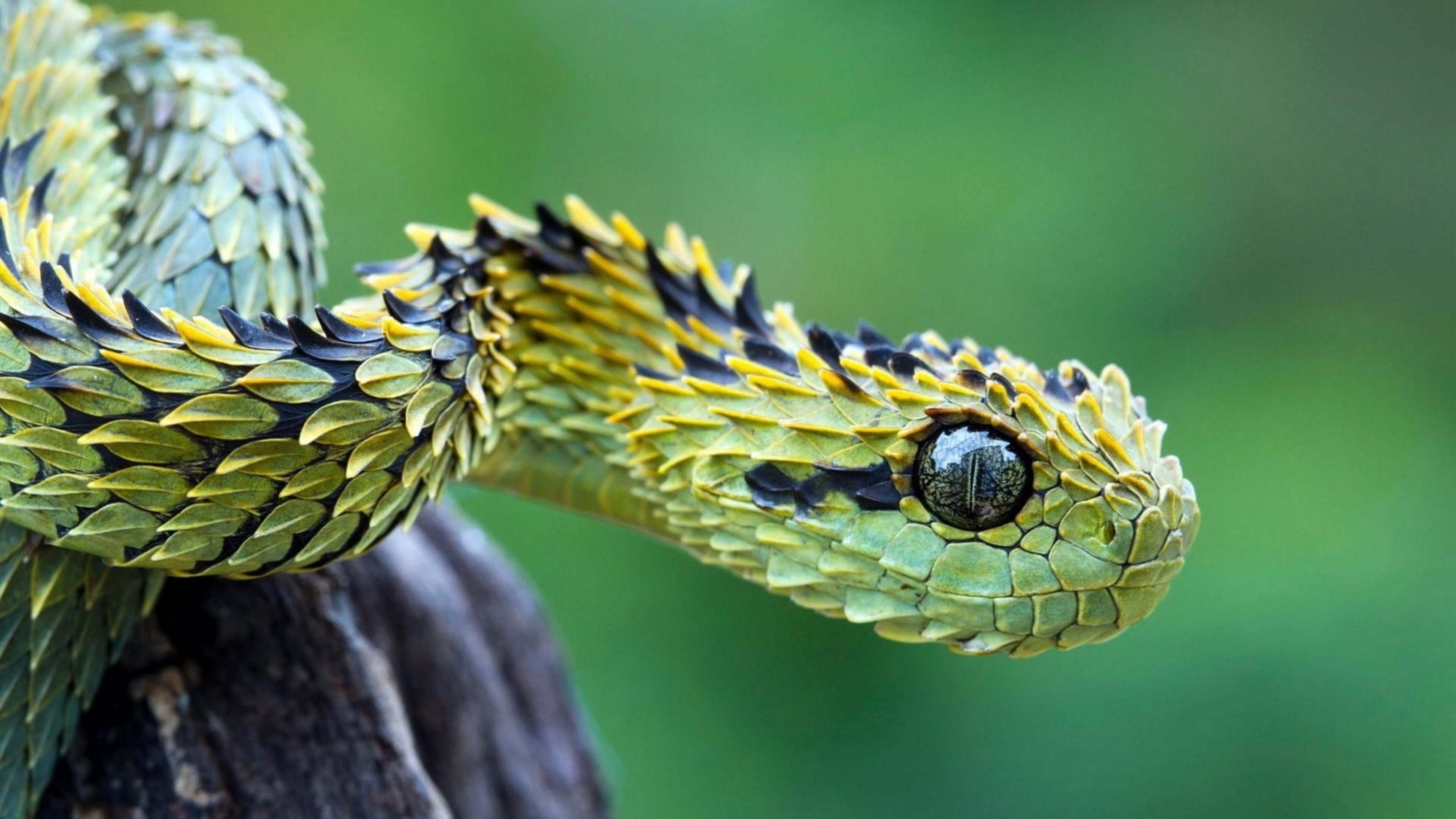 3840x2160 green pit viper snake in blur green background 4k HD animals Wallpaper