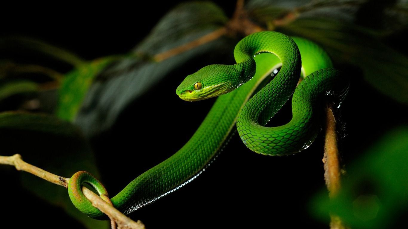 1366x768 White Lipped Pit Viper Snake HD Desktop Wallpaper