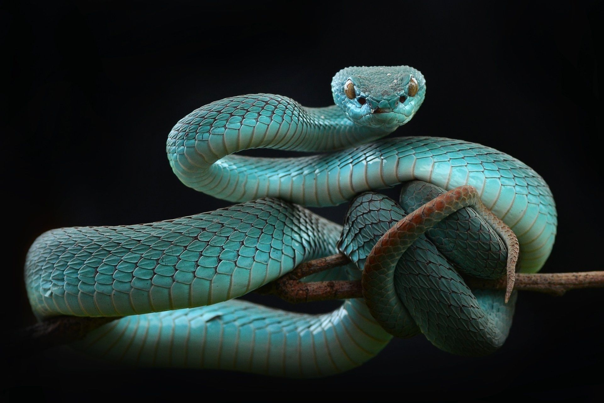1920x1280 Striking HD Pit Viper: A Stunning Reptile of Nature's Fierce Beauty