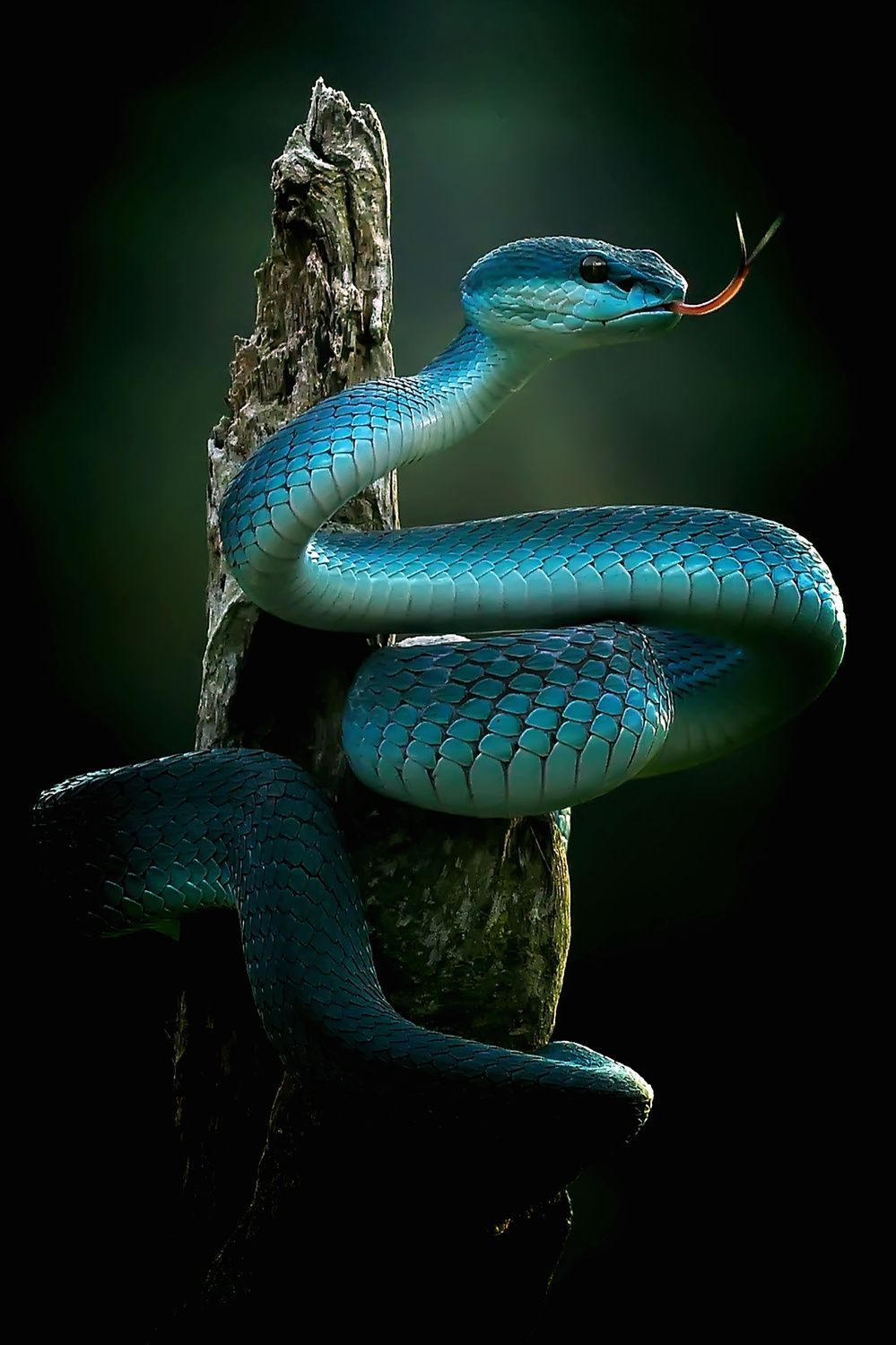 999x1500 The Blue Pit Viper is very beautiful,