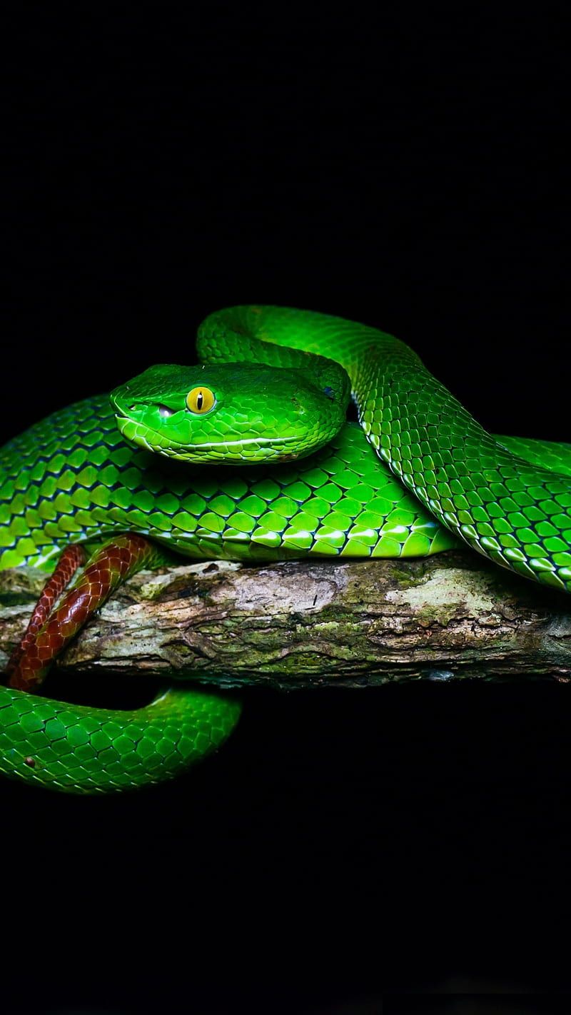 800x1422 Green Pit Viper, black, gumprecht, reptile, snake, tree, HD phone wallpaper