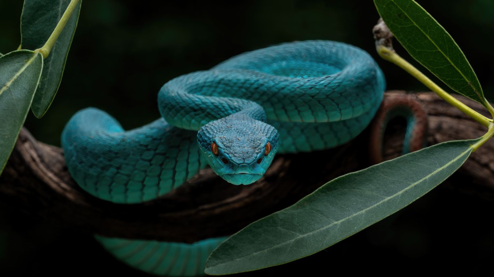 1600x900 People Are Buying Rare Pit Viper Snakes After Seeing 'Zootopia 2'