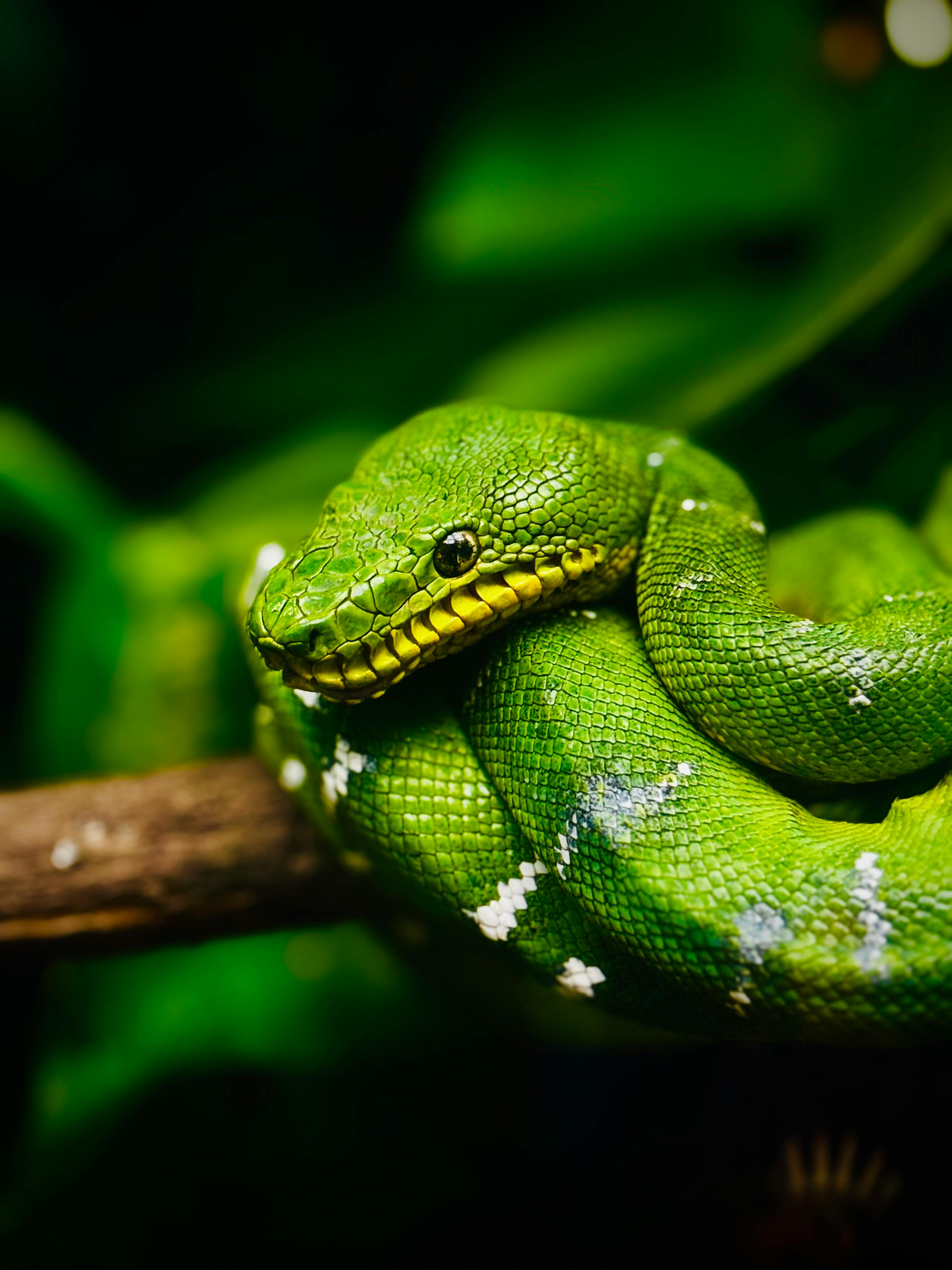 3024x4032 Pit Viper · Free