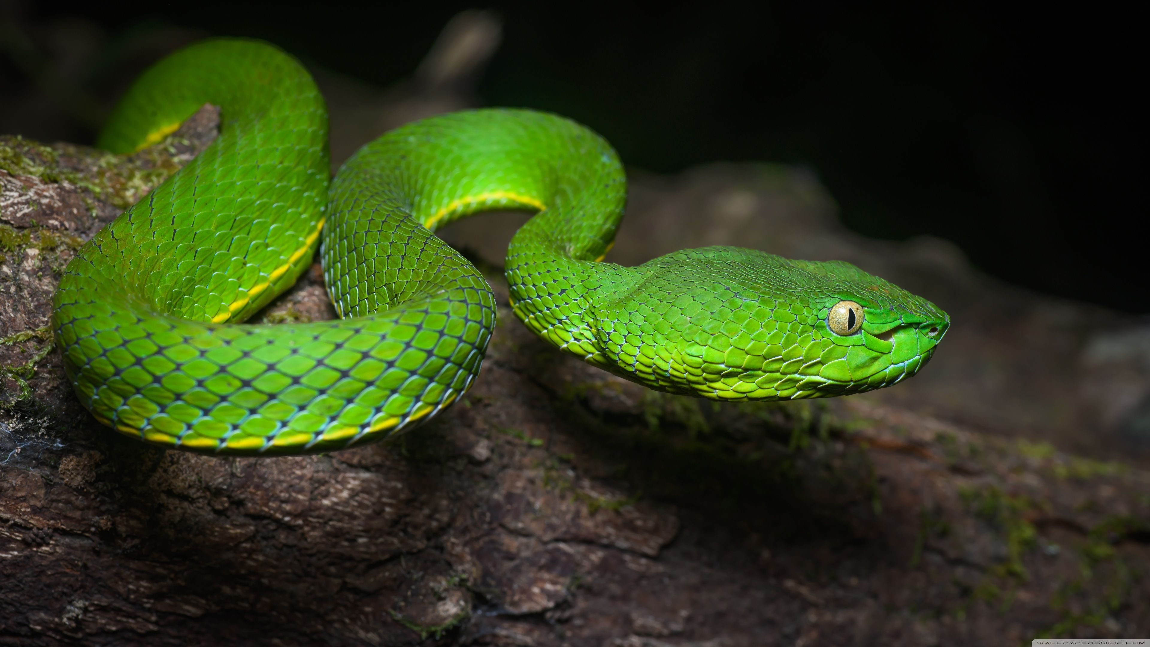 3840x2160 Venomous Pit Viper Wall Art