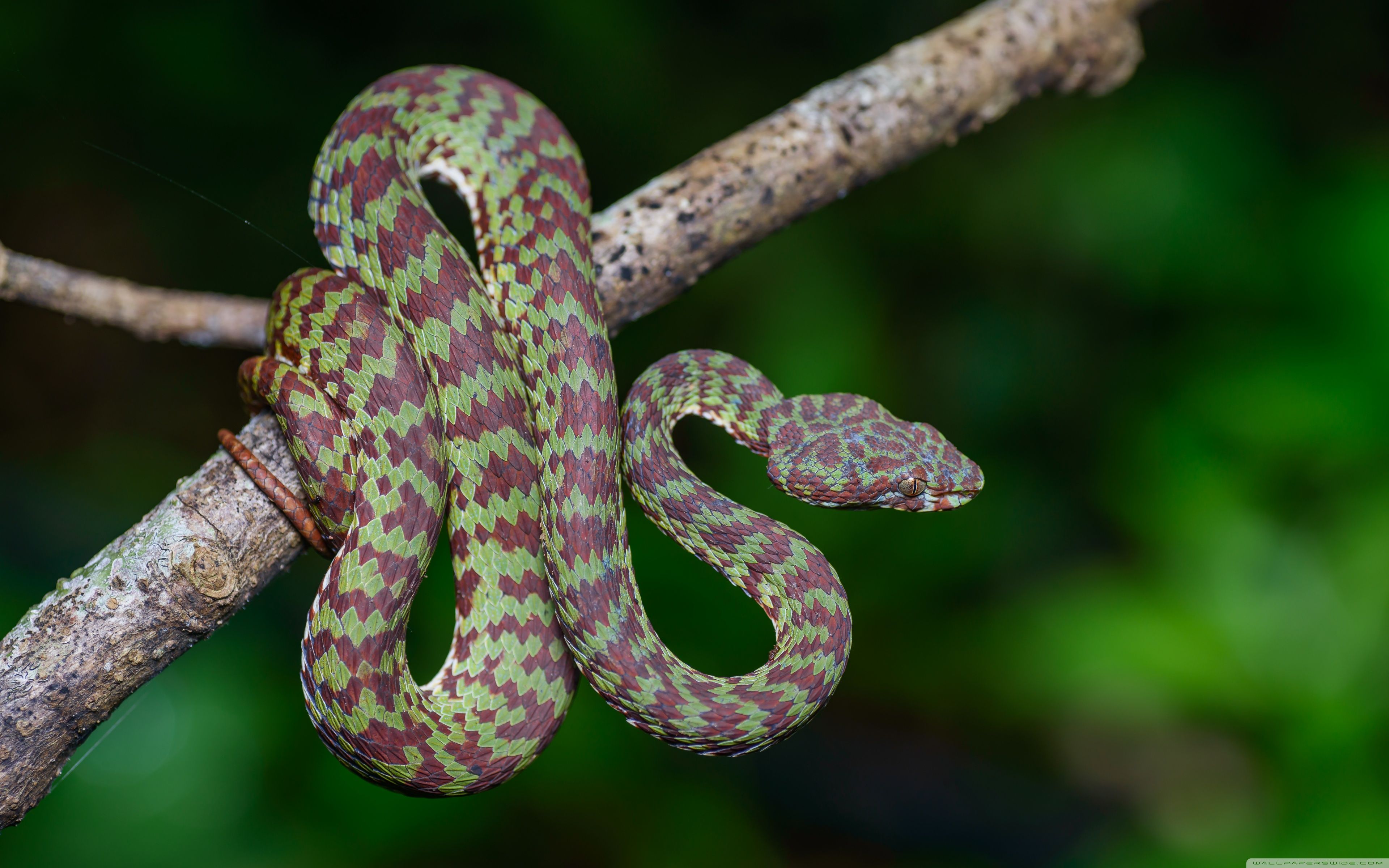 3840x2400 Beautiful Pit Viper Snake 4K UHD Wallpaper for UltraHD Desktop and TV : Widescreen and UltraWide Display : Dual Monitor : Smartphone and Tablet Devices