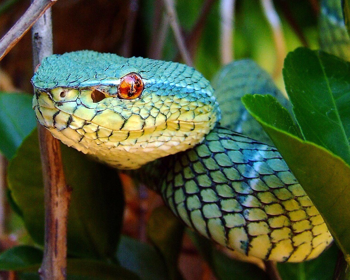 1490x1193 Vogel's Pit Viper Trimeresurus Vogeli Wallpaper