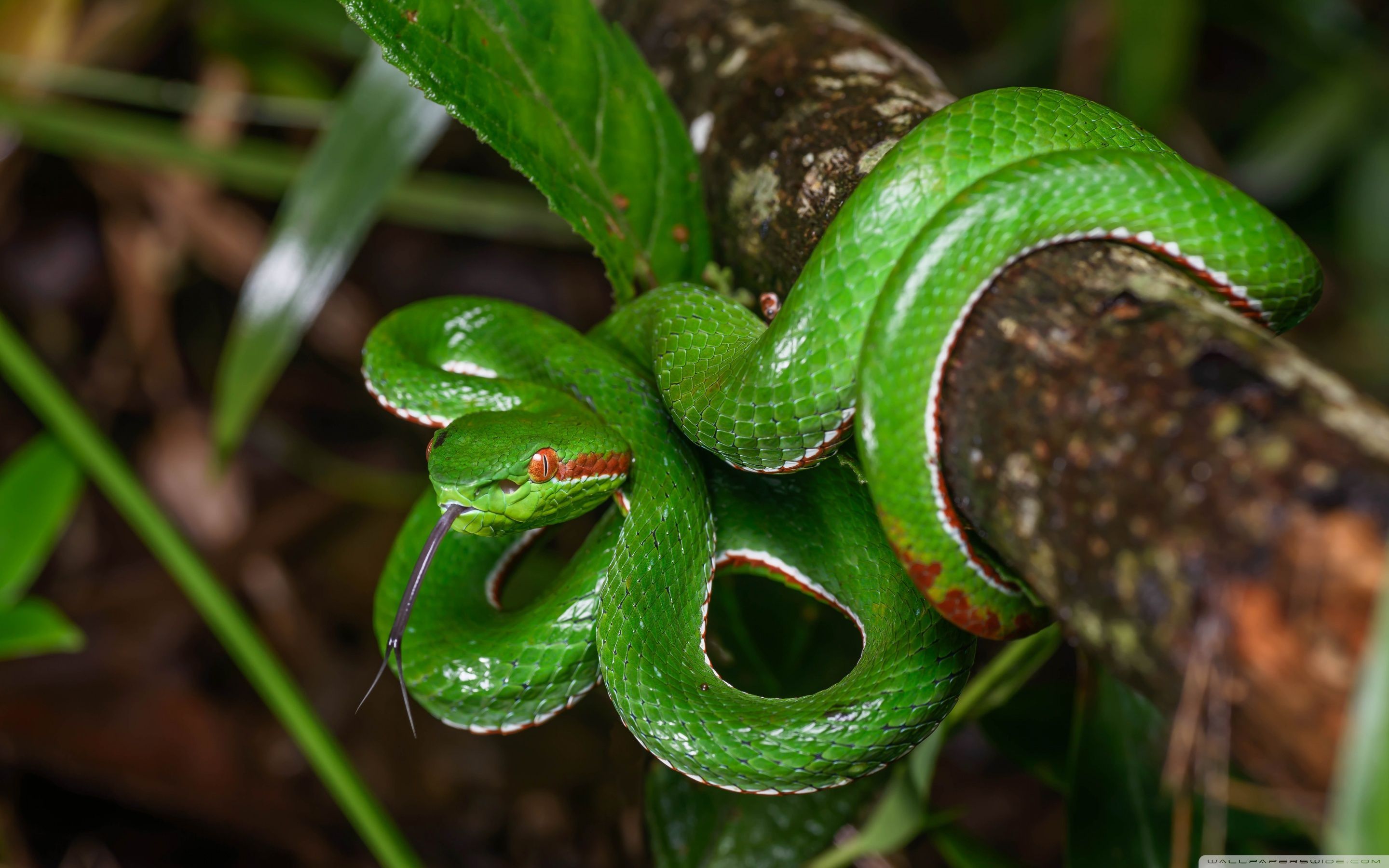 2880x1800 Gumprecht's Green Pit Viper Snake Wildlife 4K UHD Wallpaper for UltraHD Desktop and TV : Widescreen and UltraWide Display : Smartphone and Tablet Devices