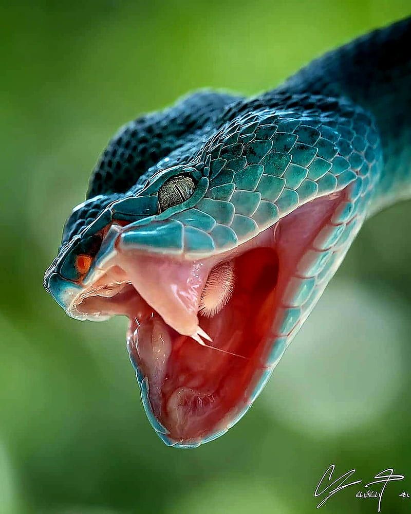 800x1000 HD snake green reptile vipers wallpaper