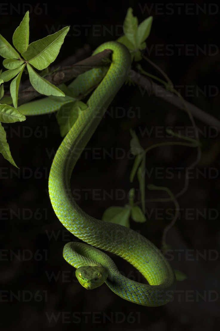 737x1106 Green pit viper hanging from branch with leaves and looking at camera on black background