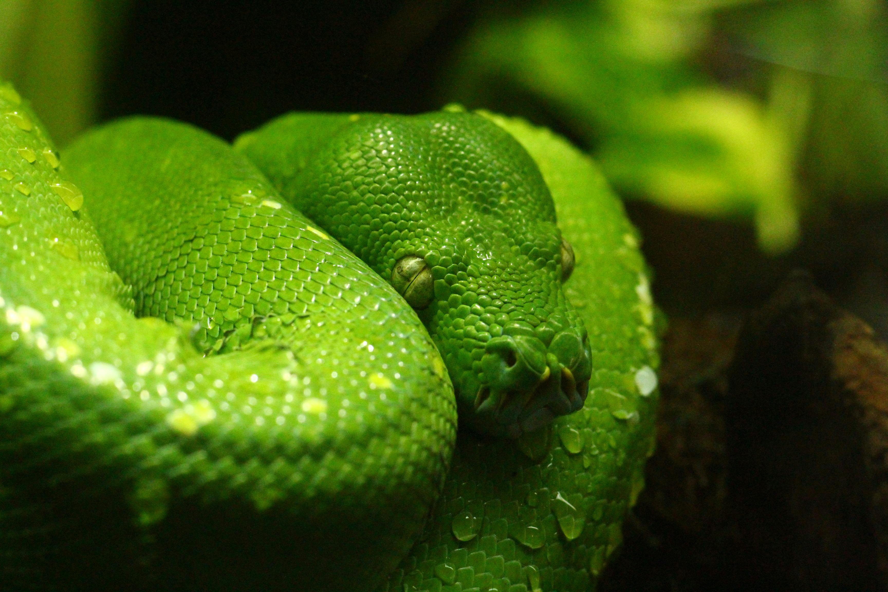 3456x2304 Pit Viper · Free