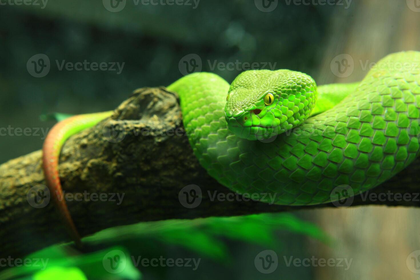 1470x980 Close up green pit viper snake curled up on a branch, isolated on a nature background