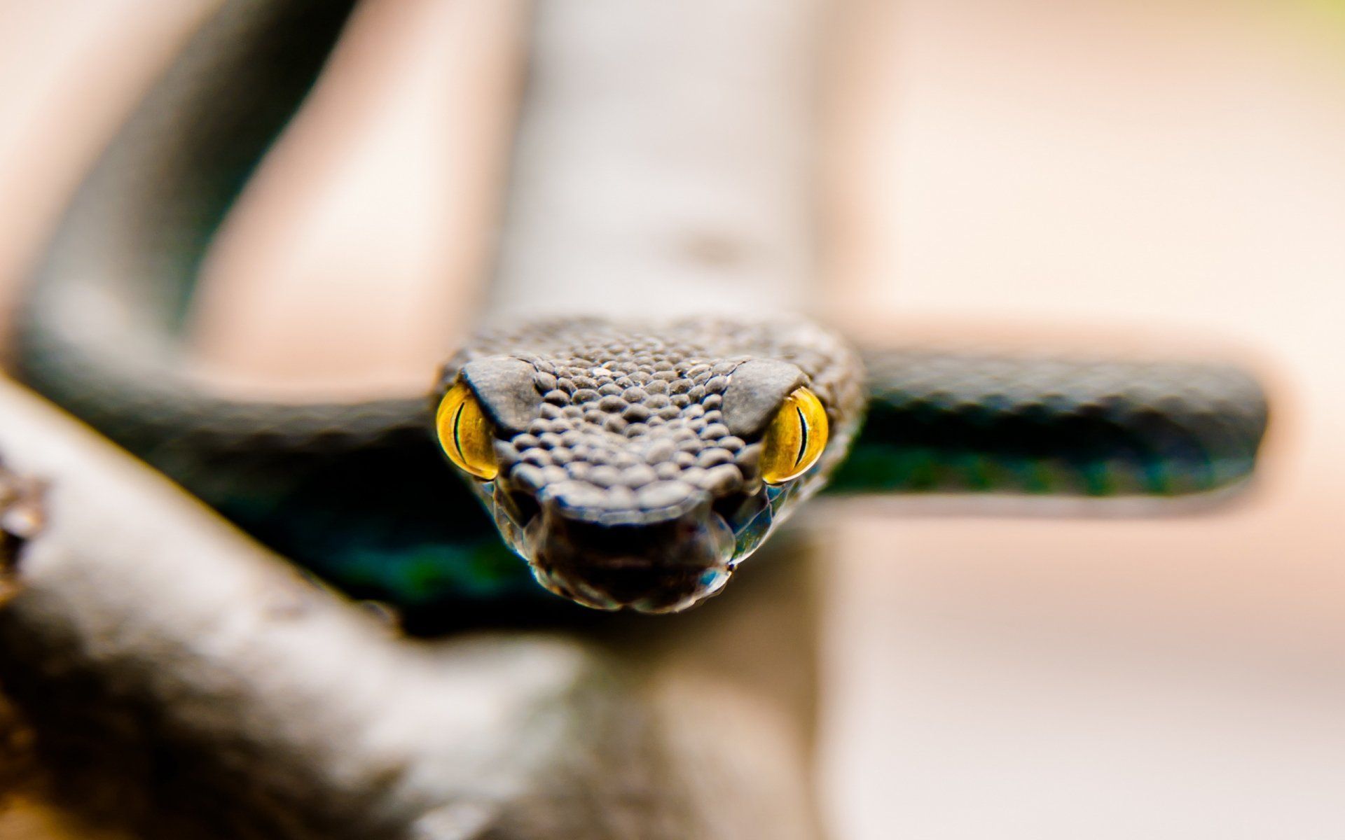 1920x1200 Emerald Viper: White‑Lipped Pit Viper