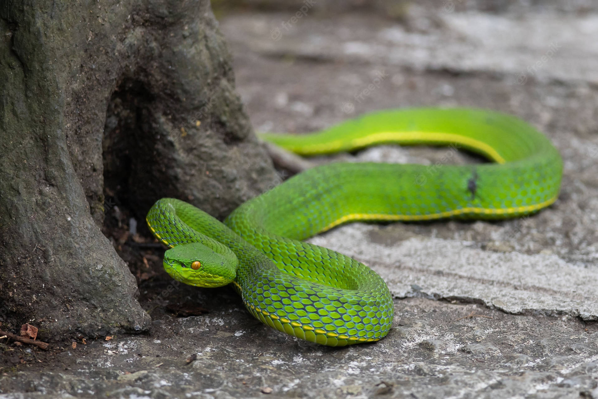 1920x1280 Mountain Viper Wallpaper