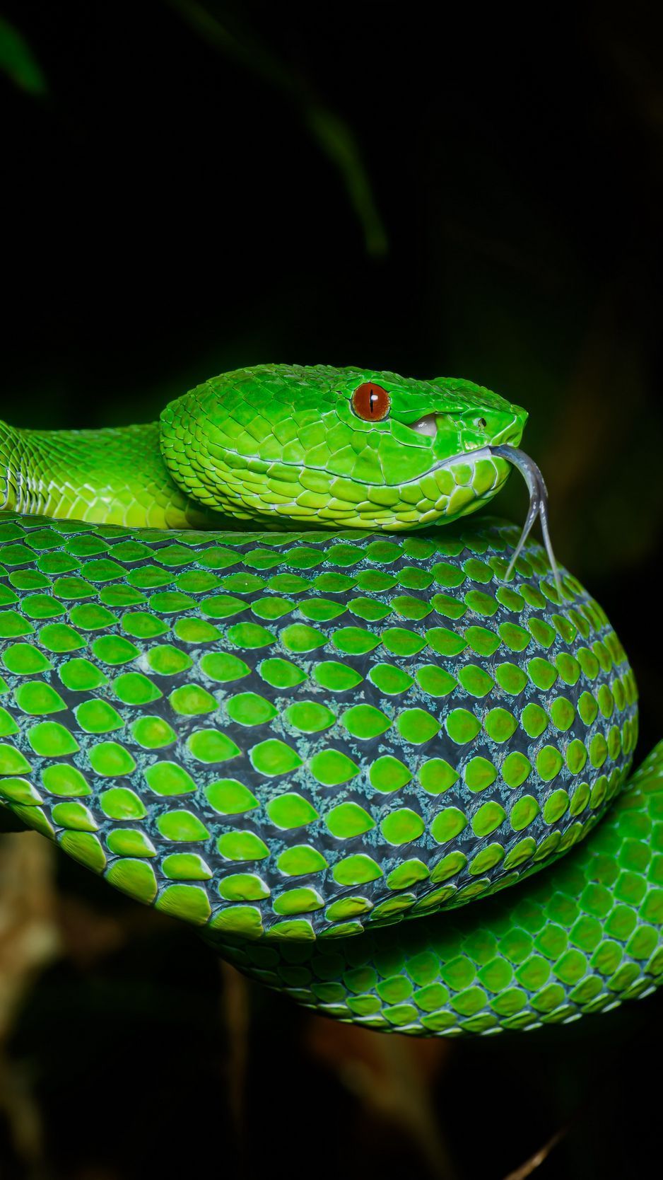 938x1668 Download Wallpaper 938x1668 Viper, Snake, Reptile, Squama, Terrarium Iphone 8 7 6s 6 For Parallax HD Background