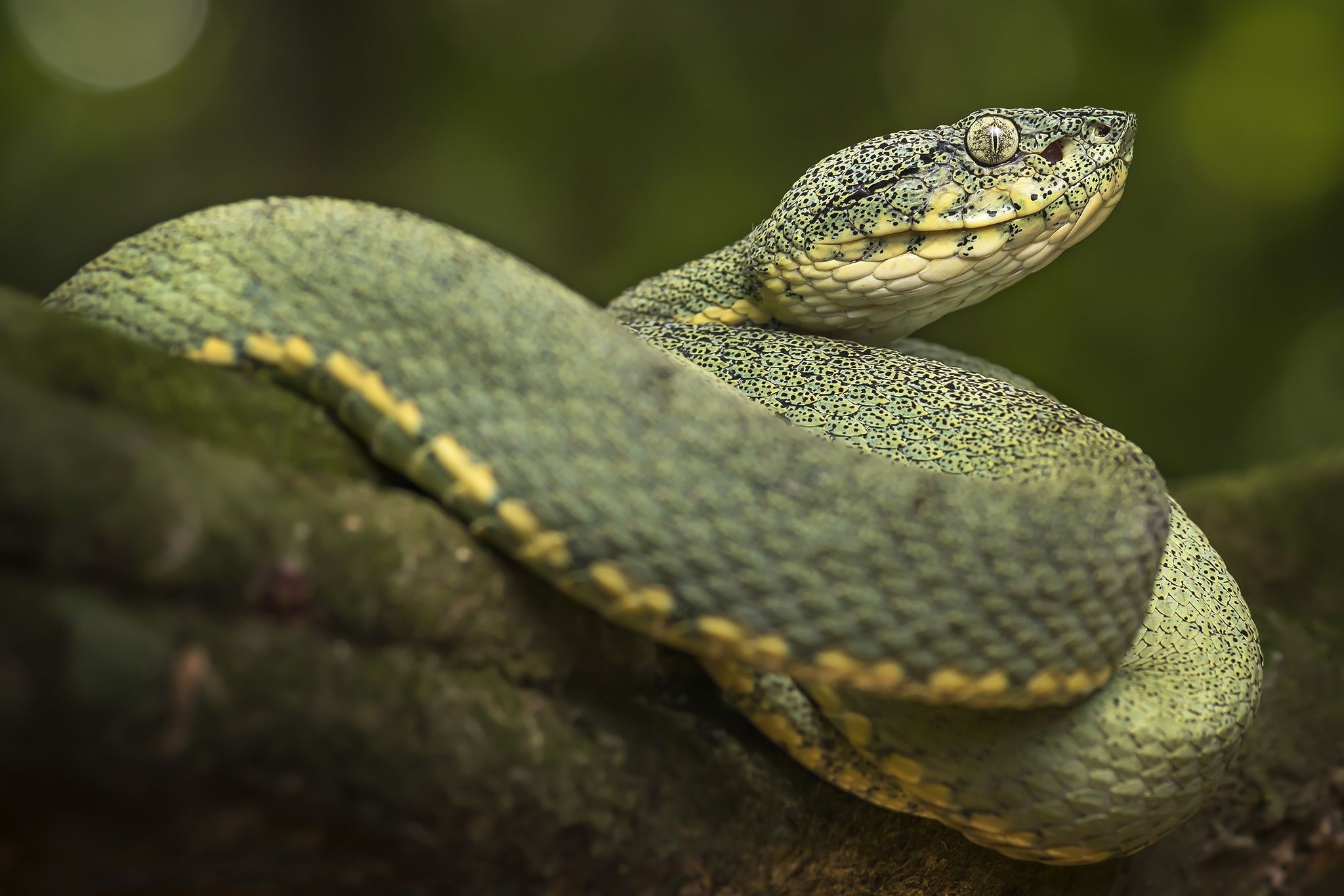 2048x1365 Free Pit Viper 4K Wallpaper & Desktop HD Background for PC