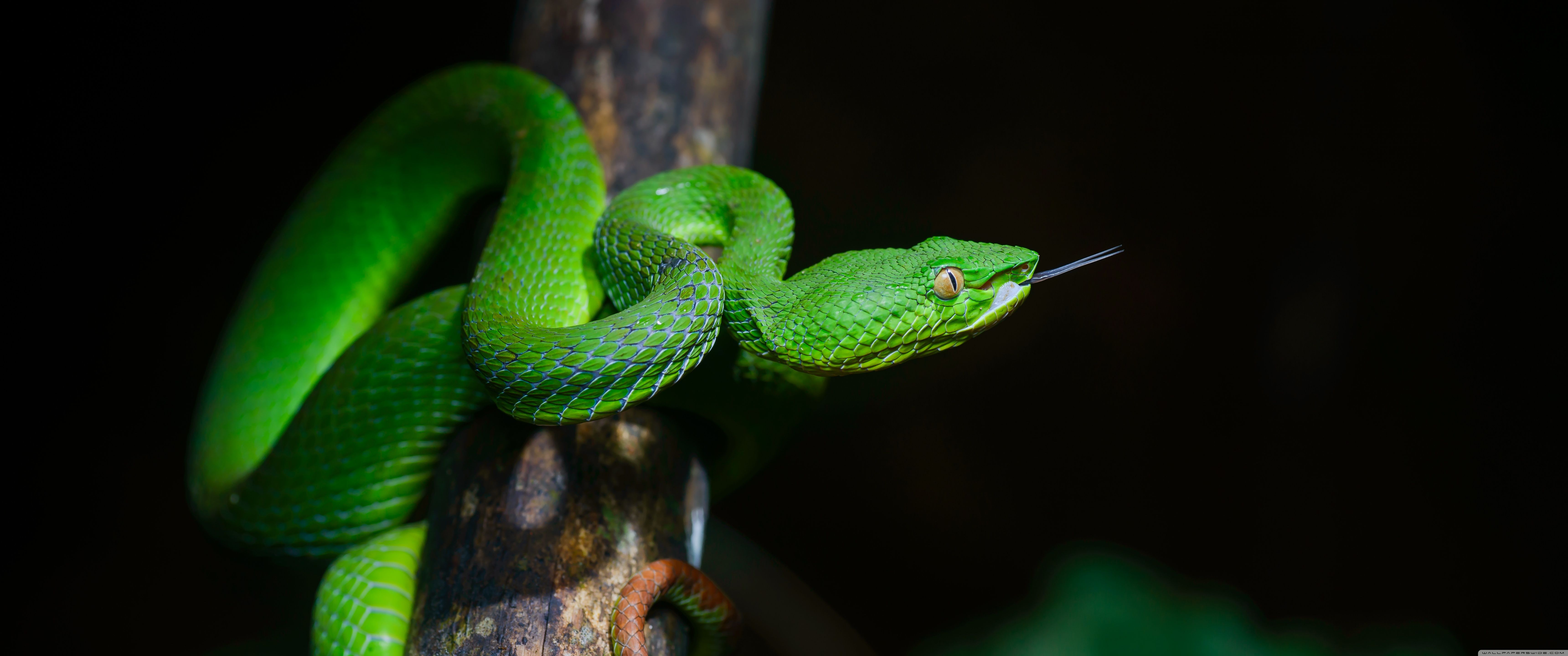 6880x2880 Bright Green Pit Viper Snake 4K UHD Wallpaper for UltraHD Desktop and TV : Widescreen and UltraWide Display : Dual Monitor : Smartphone and Tablet Devices