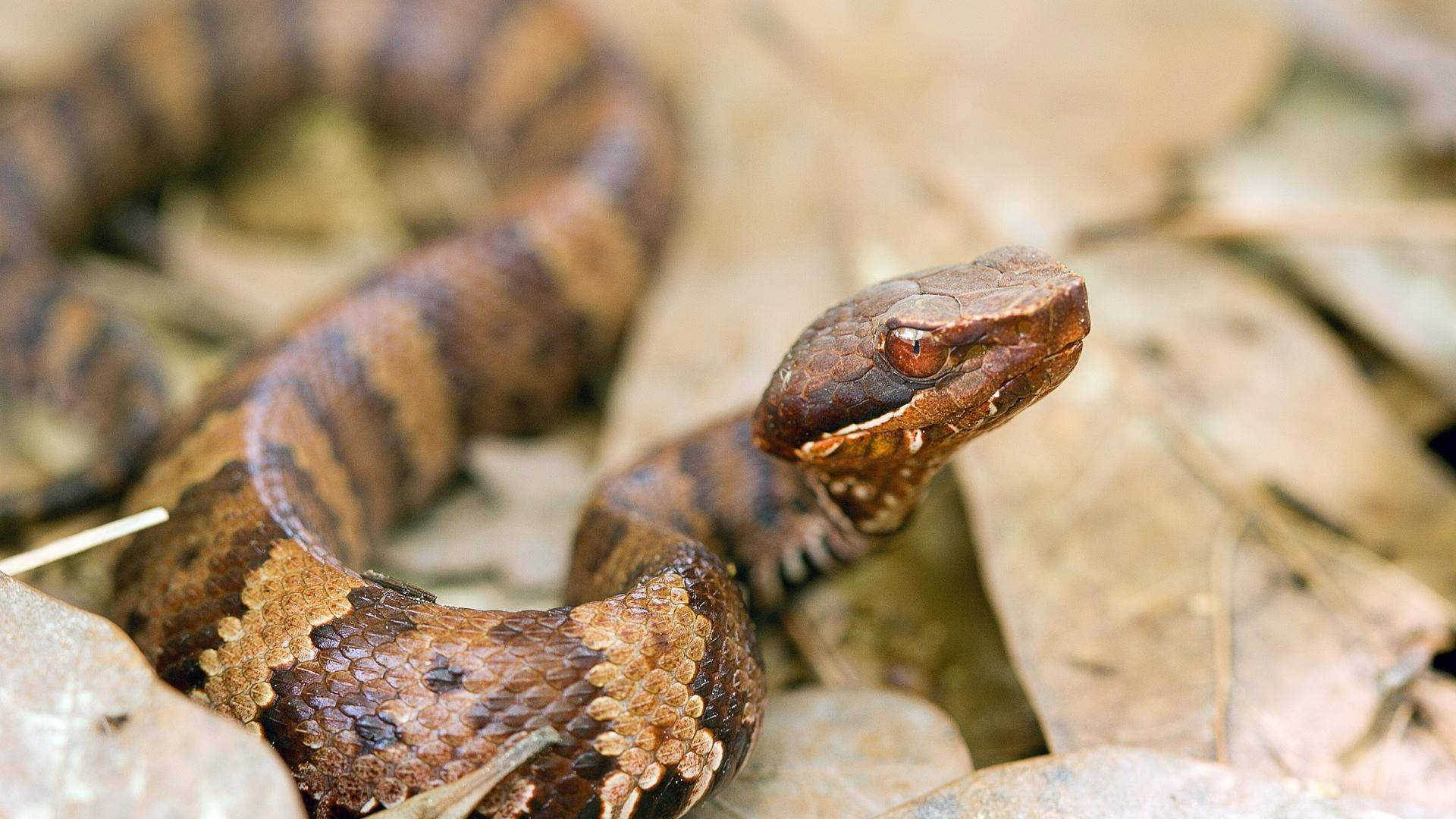 1920x1080 Download Venomous Pit Viper Cottonmouth Wallpaper