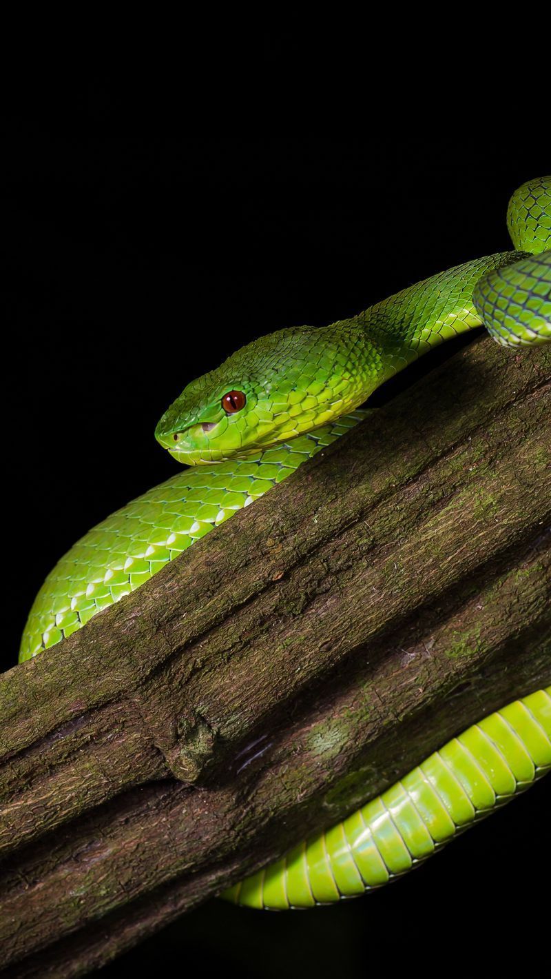 800x1420 Download Wallpaper 800x1420 Viper, Snake, Reptile, Black Iphone Se 5s 5c 5 For Parallax HD Background