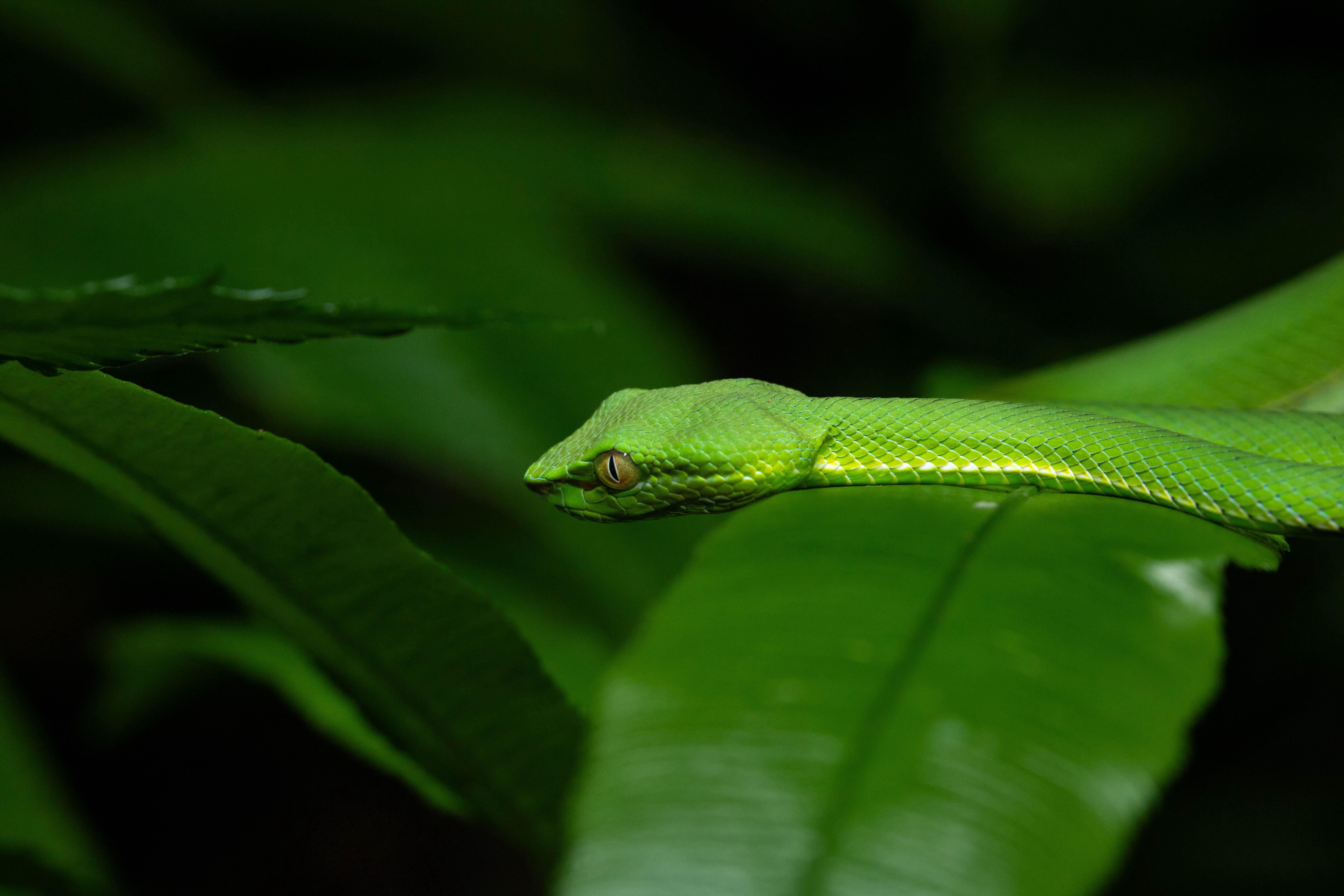 6000x4000 Can always count on a solid showing of Bamboo Pit Vipers in Taipei