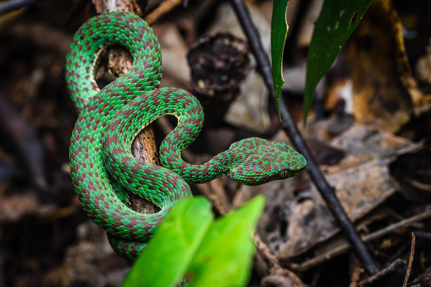 1500x999 Beautiful pit viper (Trimeresurus venustus)