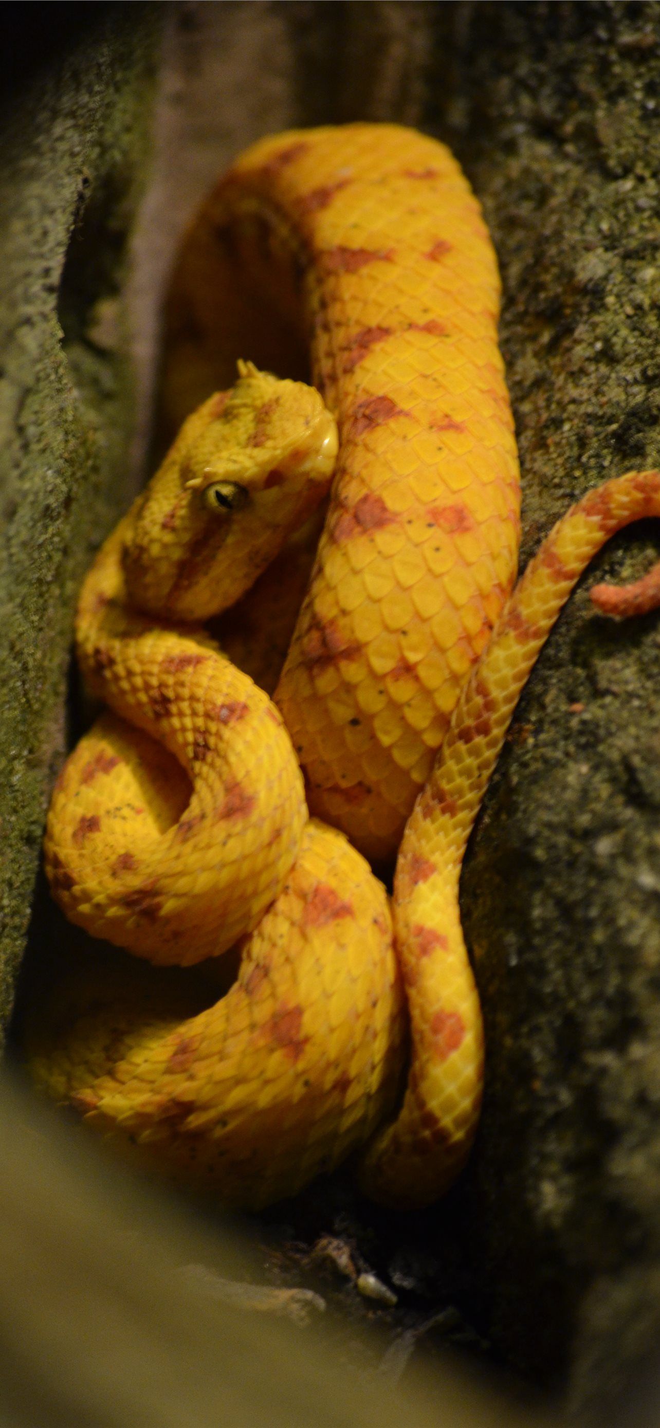 1284x2778 Best Vogels pit viper trimeresurus vogeli iPhone HD Wallpaper