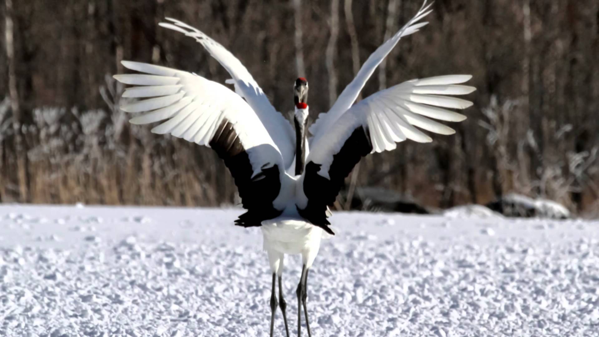 Japanese Crane Wallpapers - Top Free Japanese Crane Backgrounds