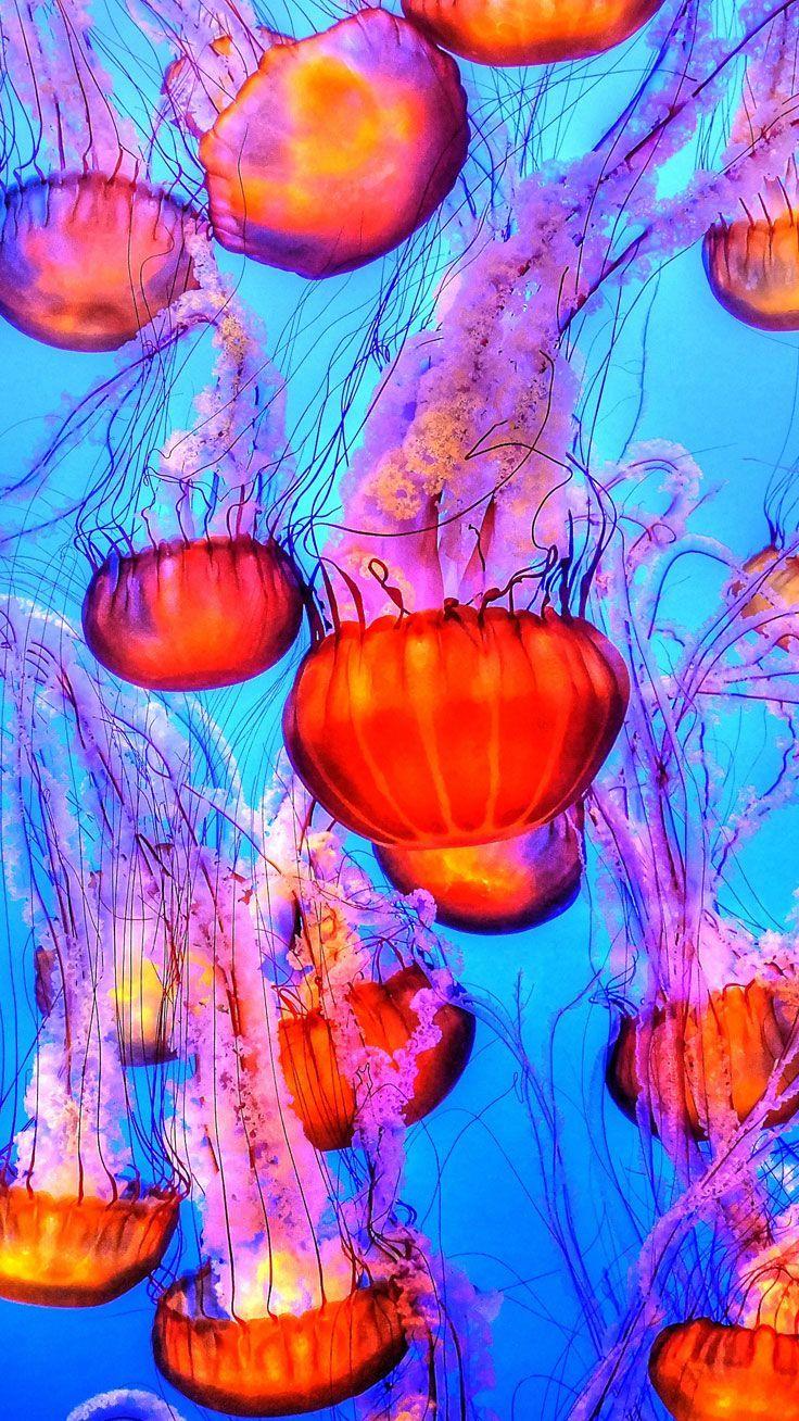 Download wallpaper 1125x2436 fish jellyfish small and pink iphone x  1125x2436 hd background 22136