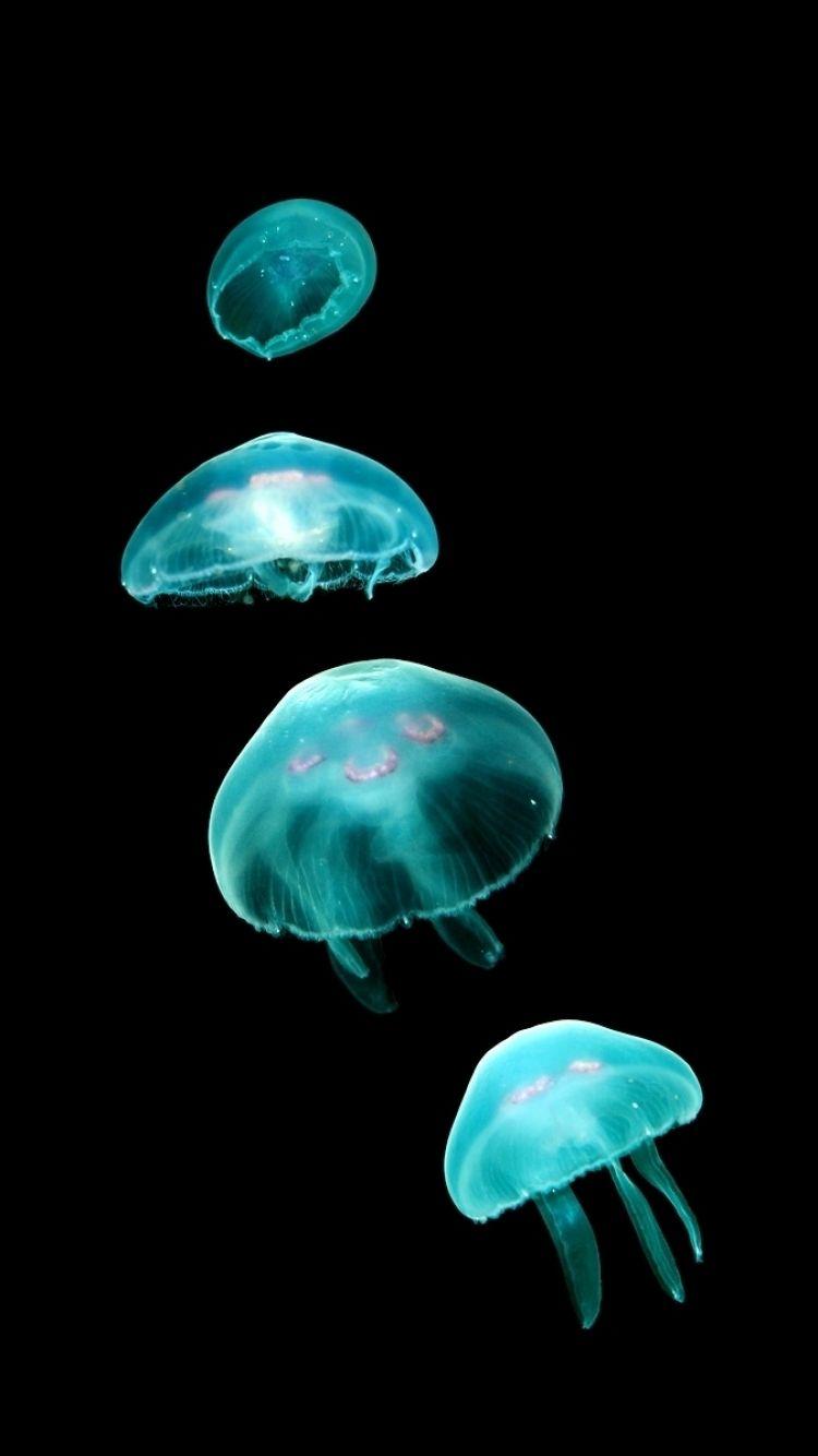 Jellyfish Iphone Wallpapers Top Free Jellyfish Iphone Backgrounds Wallpaperaccess