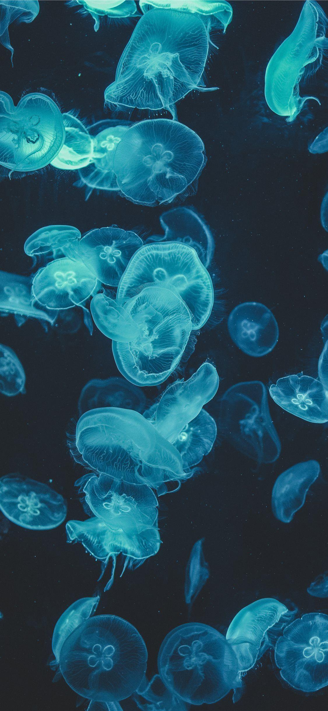 Jelly fish in water  Blue Jellyfish Aesthetic HD phone wallpaper  Pxfuel