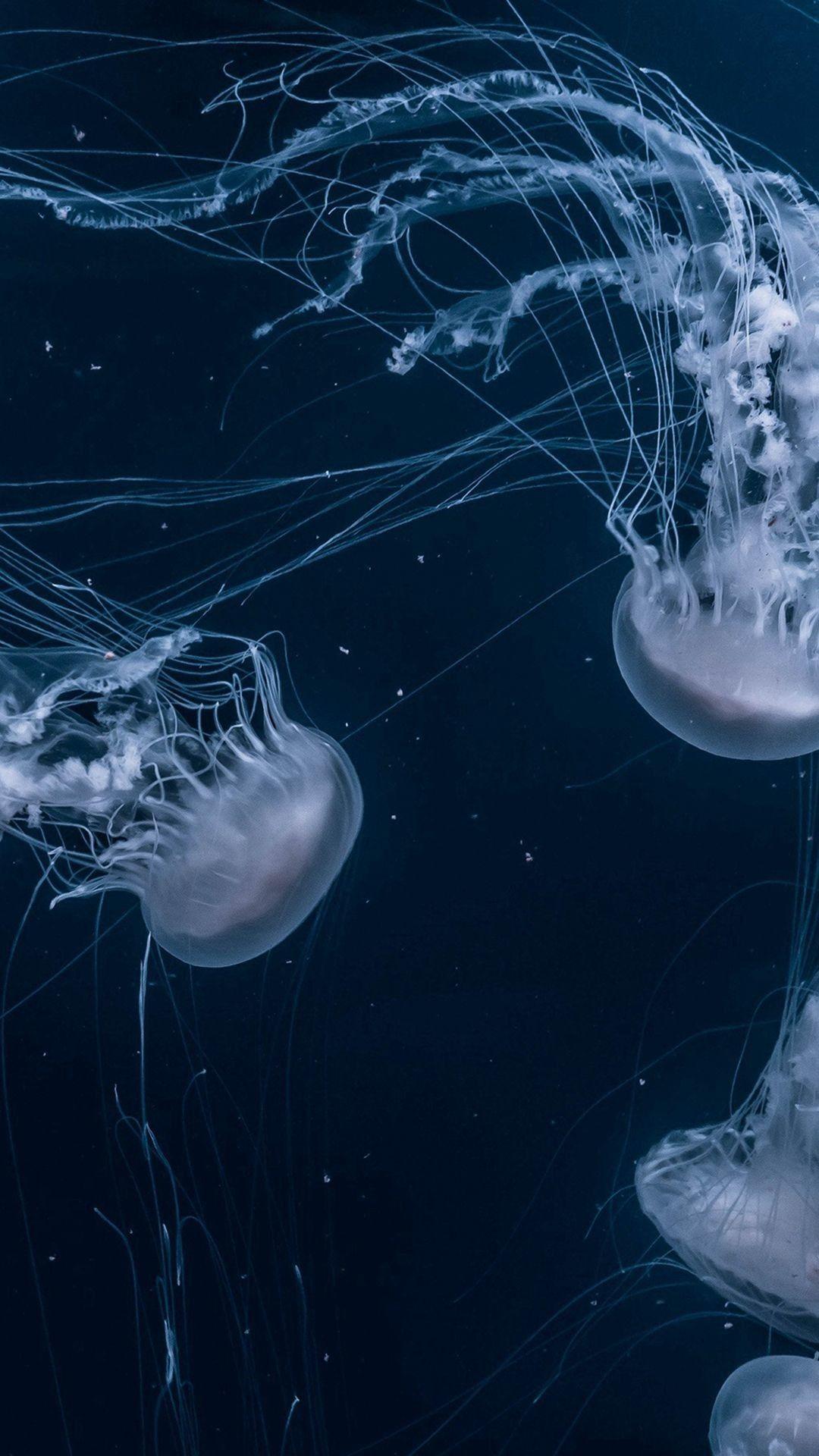 Jellyfish Iphone Dark Blue Aesthetic Wallpaper - invincible-fight